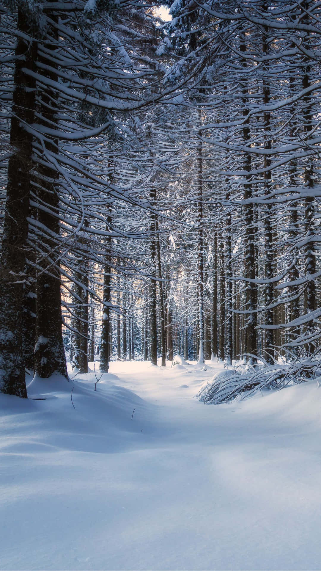 Adéntrateen El Maravilloso Paisaje Invernal De Un Bosque Nevado.