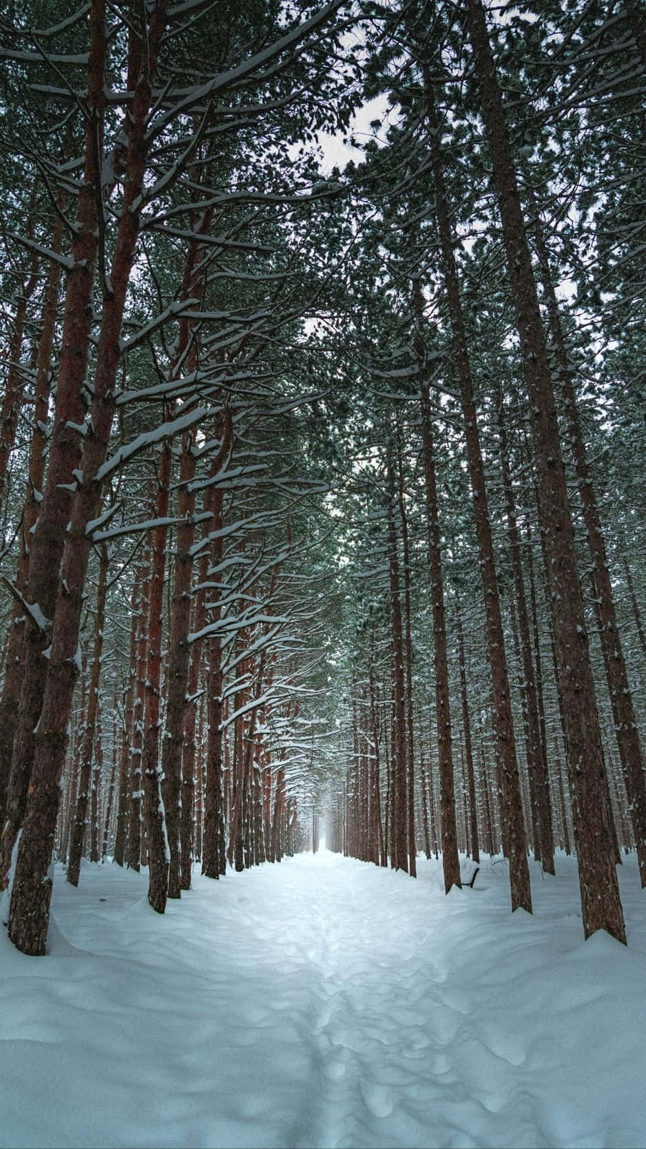 Enfridfull Vinterdag I Den Snöiga Skogen.