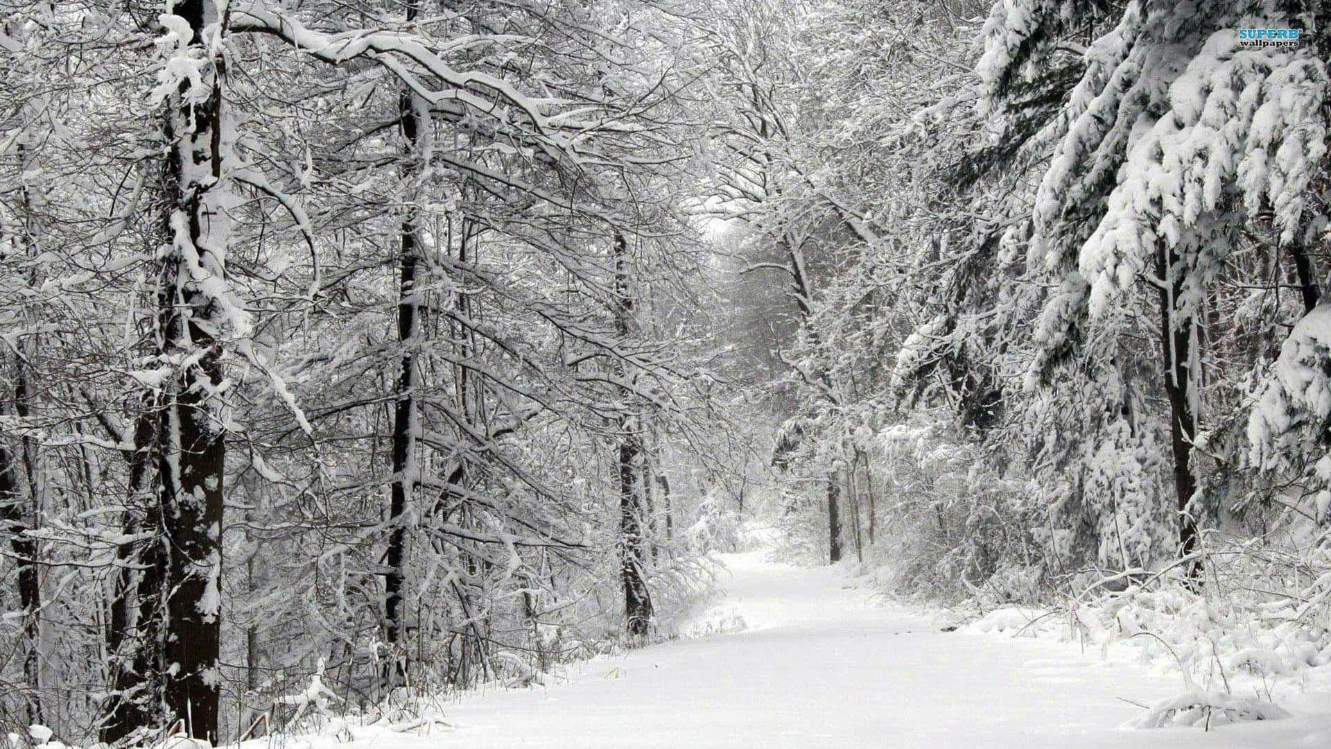 A picturesque snowy forest on a cold winter day.