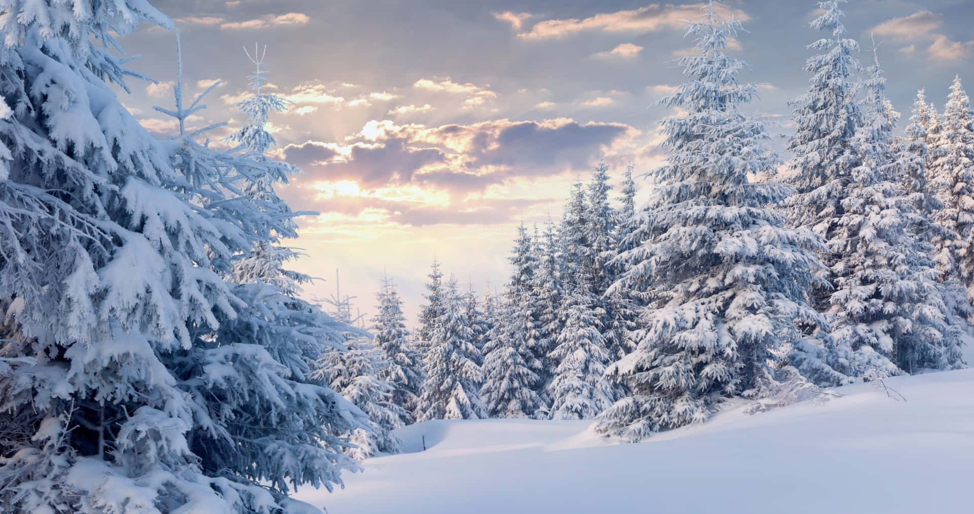 Get lost in the beauty of this snowy forest.