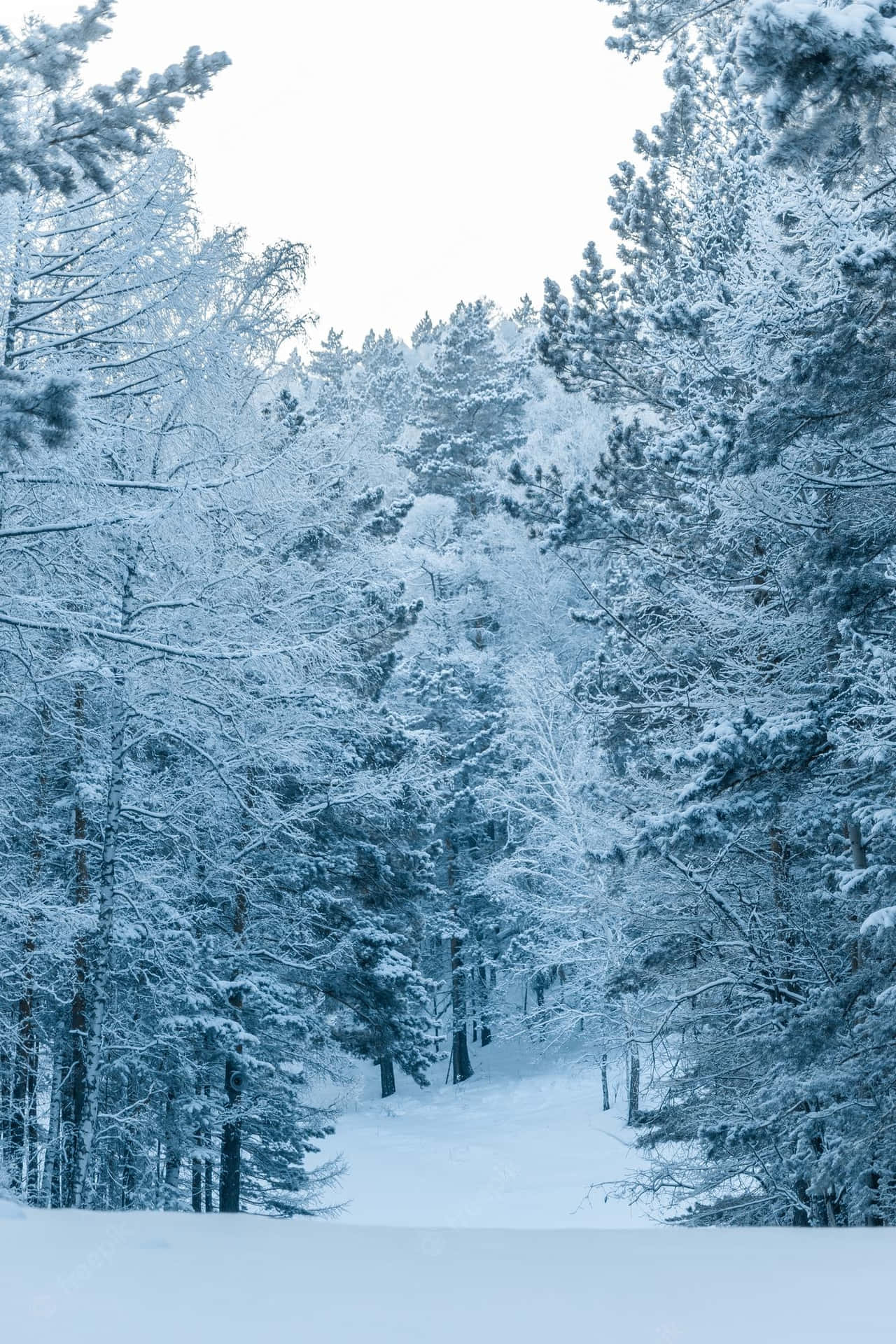 A Stunning Winter View Of A Snowy Forest