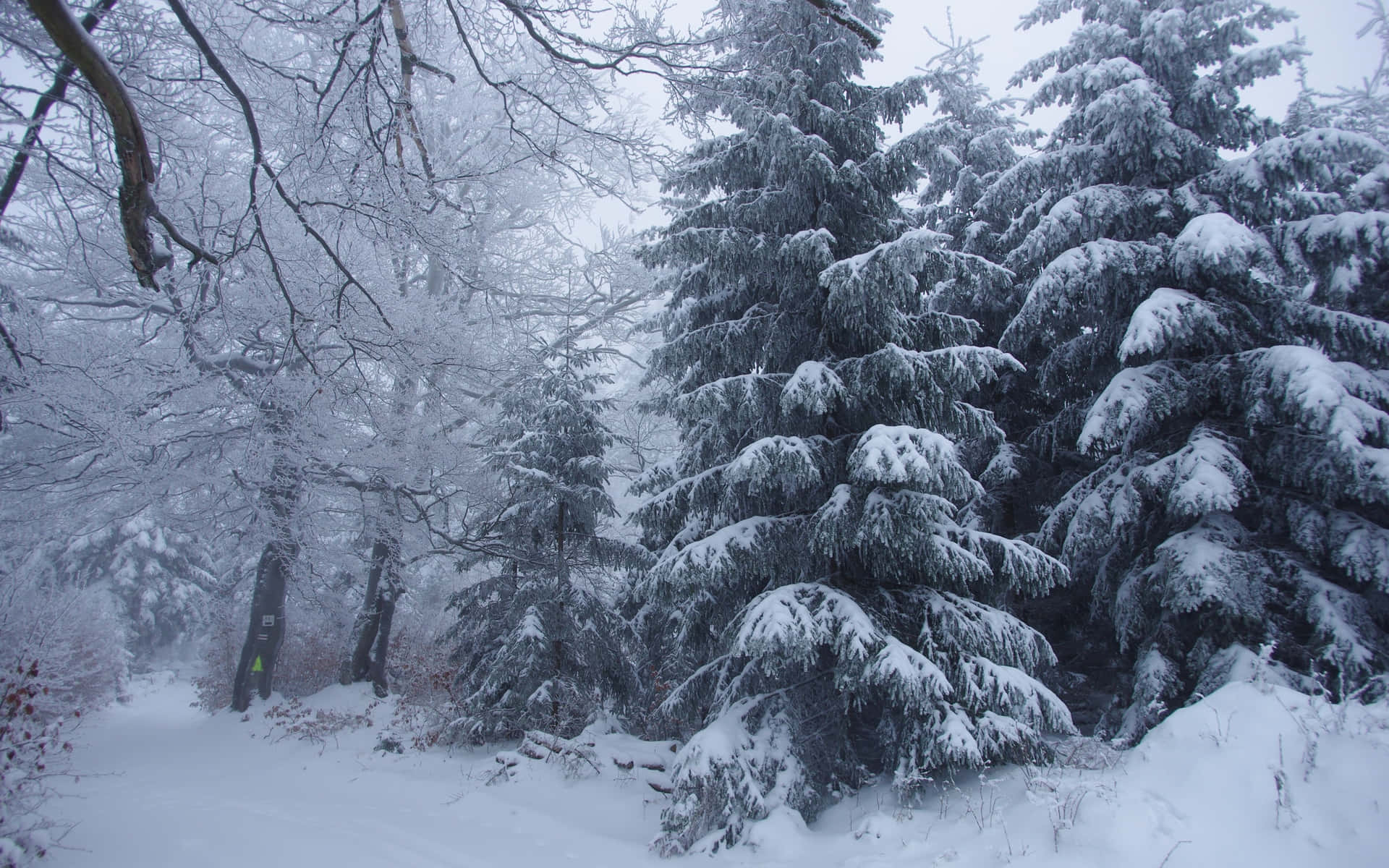 A tranquil snowy forest in the winter.