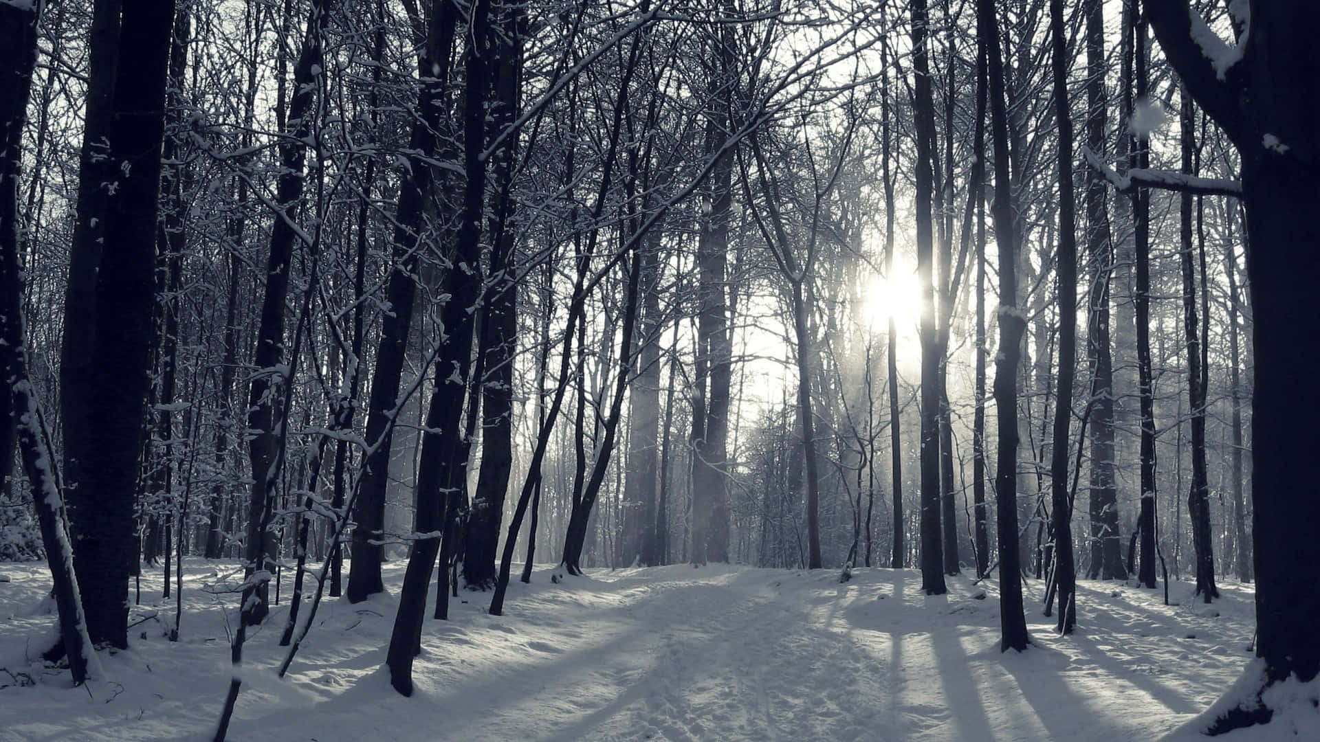 A Snow Covered Path In A Forest With Sunlight Shining Through The Trees