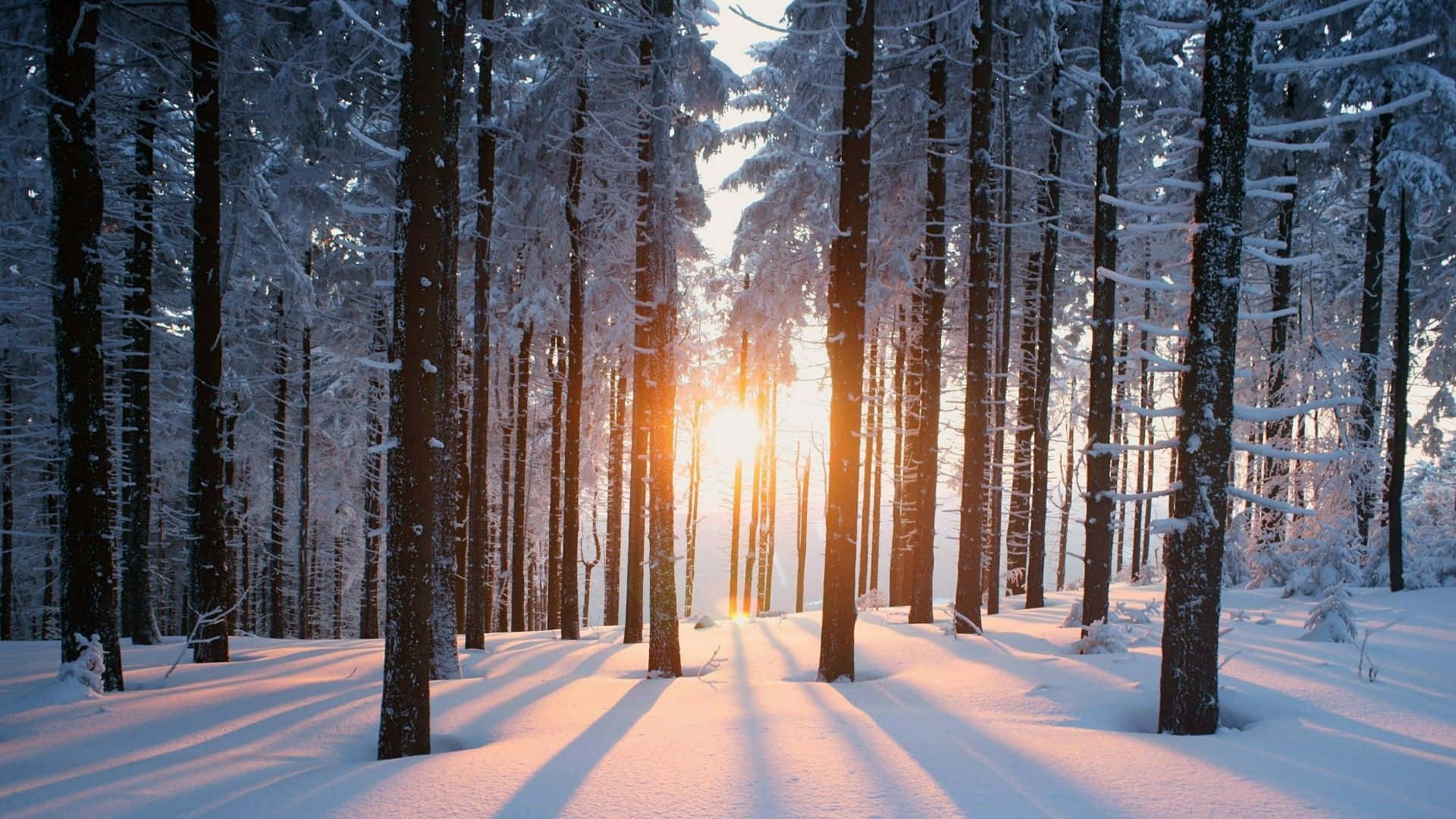 View of a Peaceful Snowy Forest
