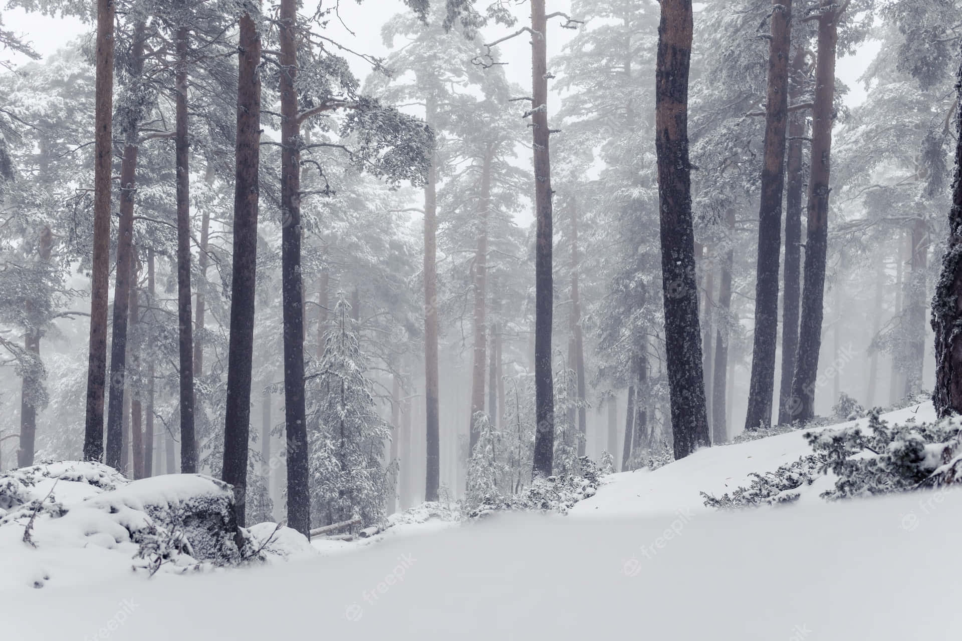 "Walk in the Snowy Forest for an Invigorating Outdoors Experience"