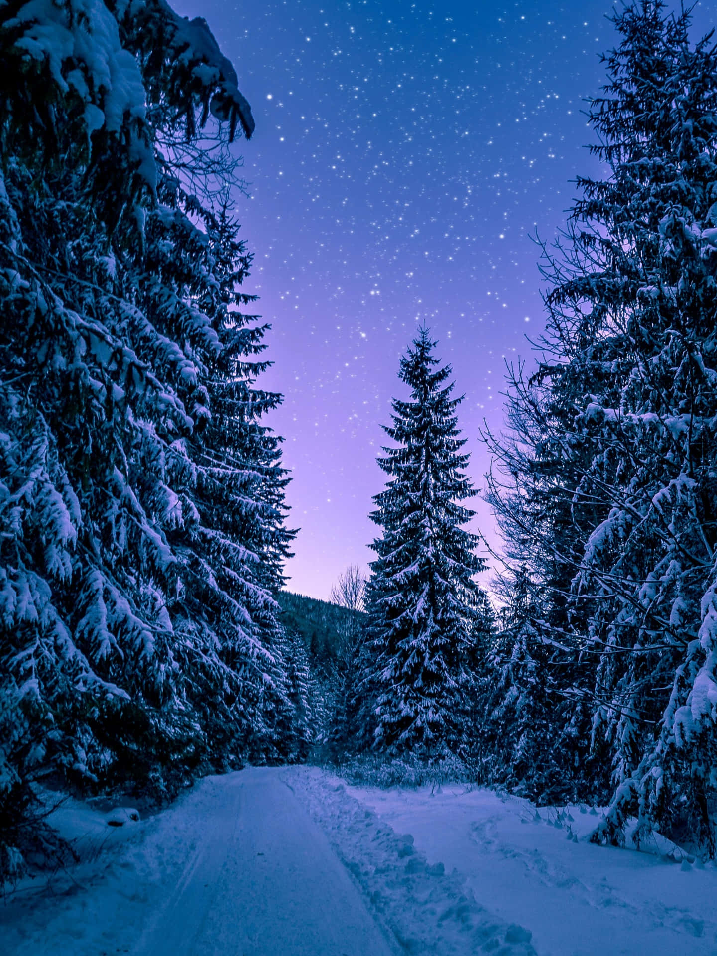 "The Serene Beauty of a Snowy Forest"