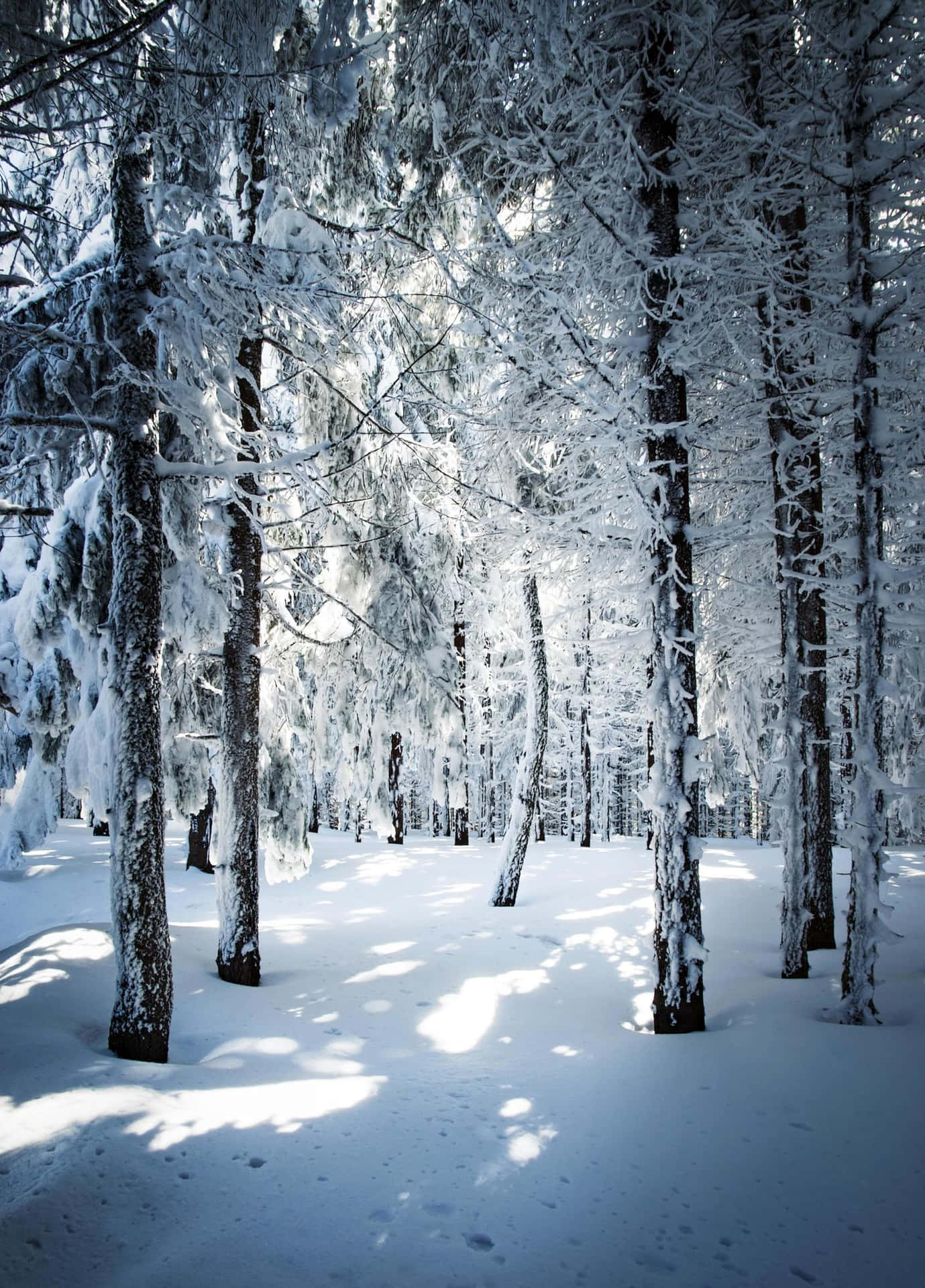 Taen Promenad Genom Naturens Orörda Skönhet Med En Snöig Skog.