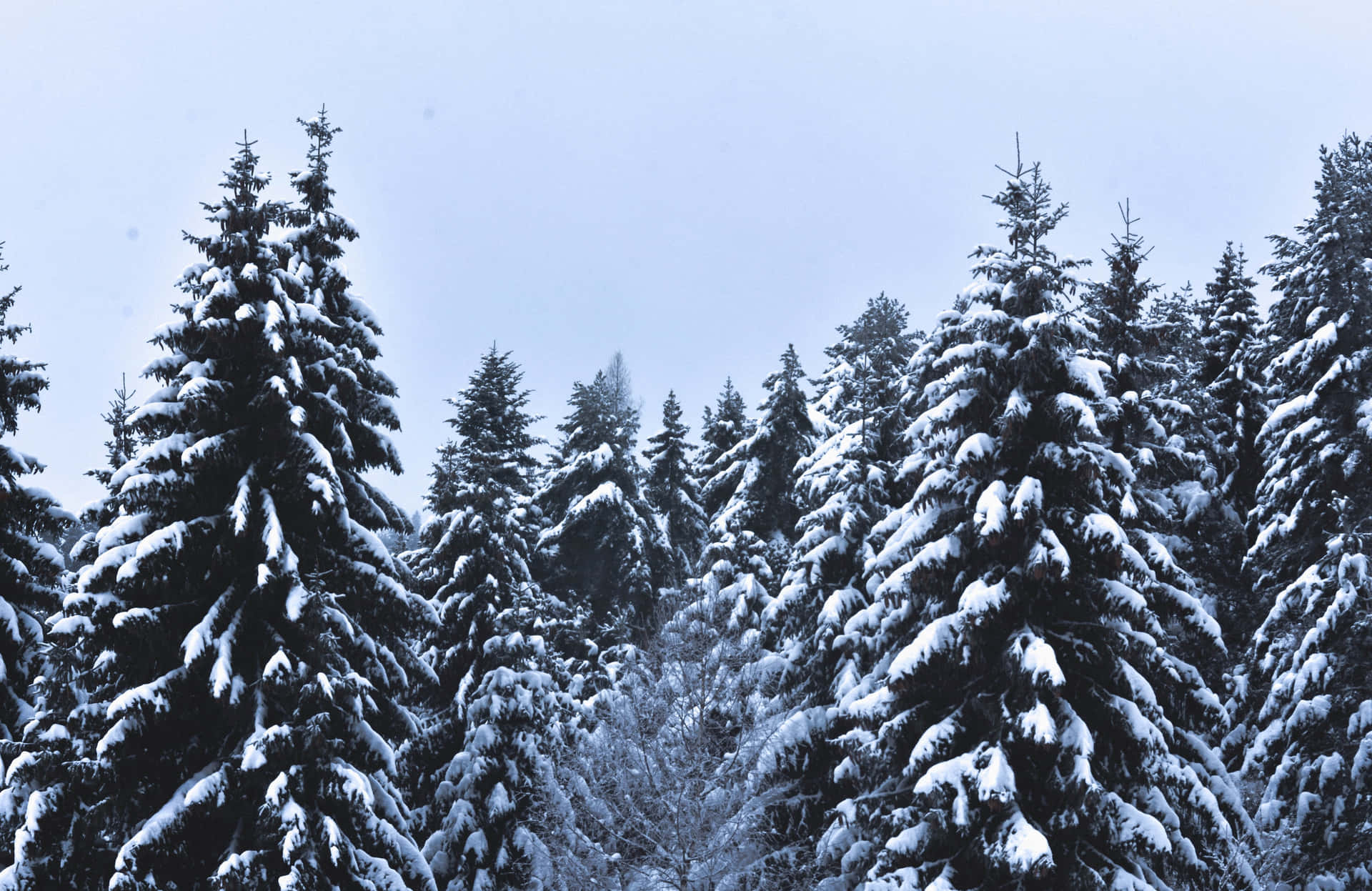 "Unearthly Beauty - A Majestic Snowy Forest"