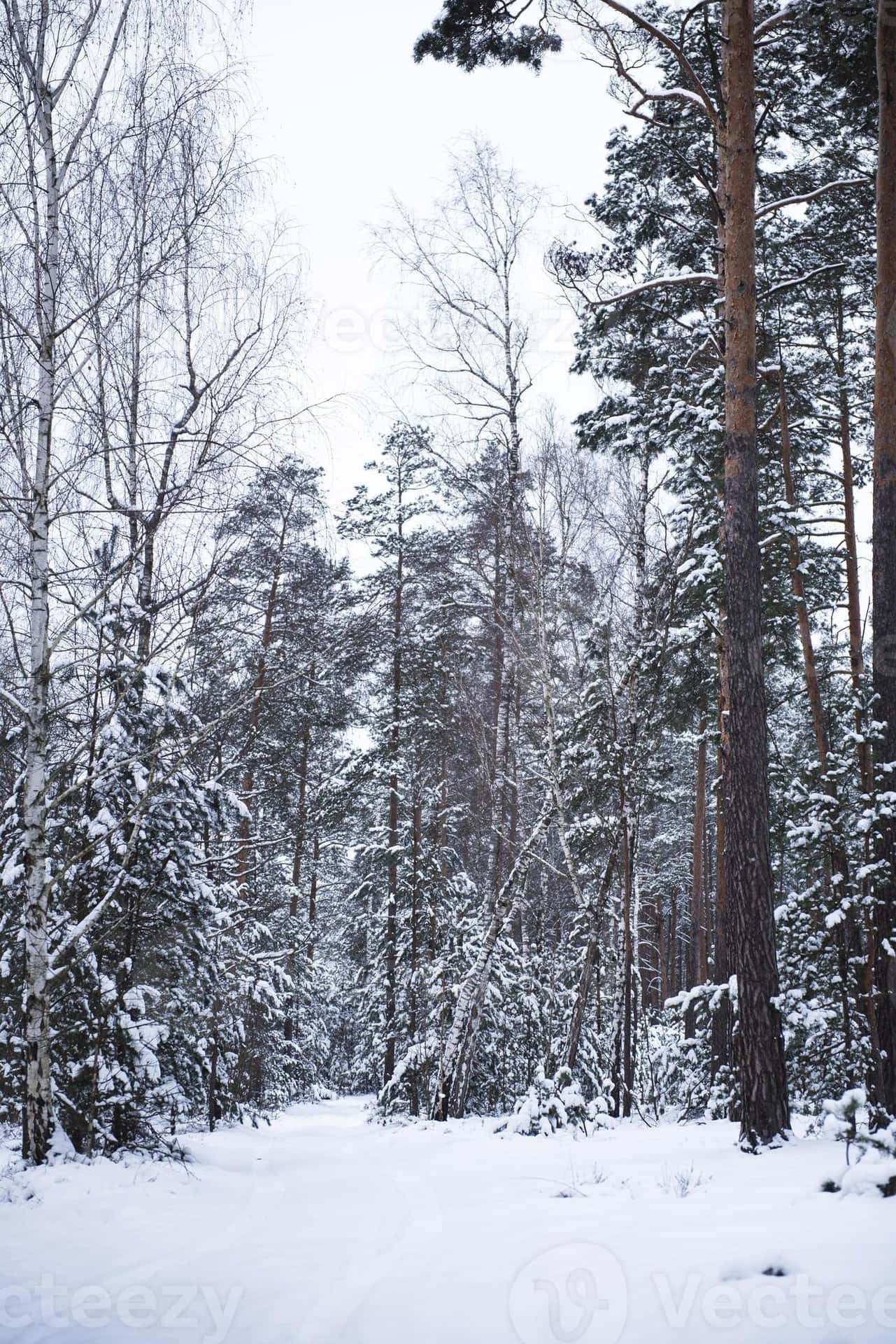 Förundradig Över Den Majestätiska, Snöiga Skogen.