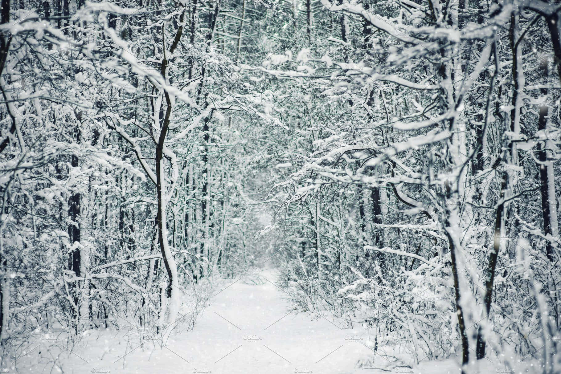 Vinterunderlandskapi En Snöig Skog.