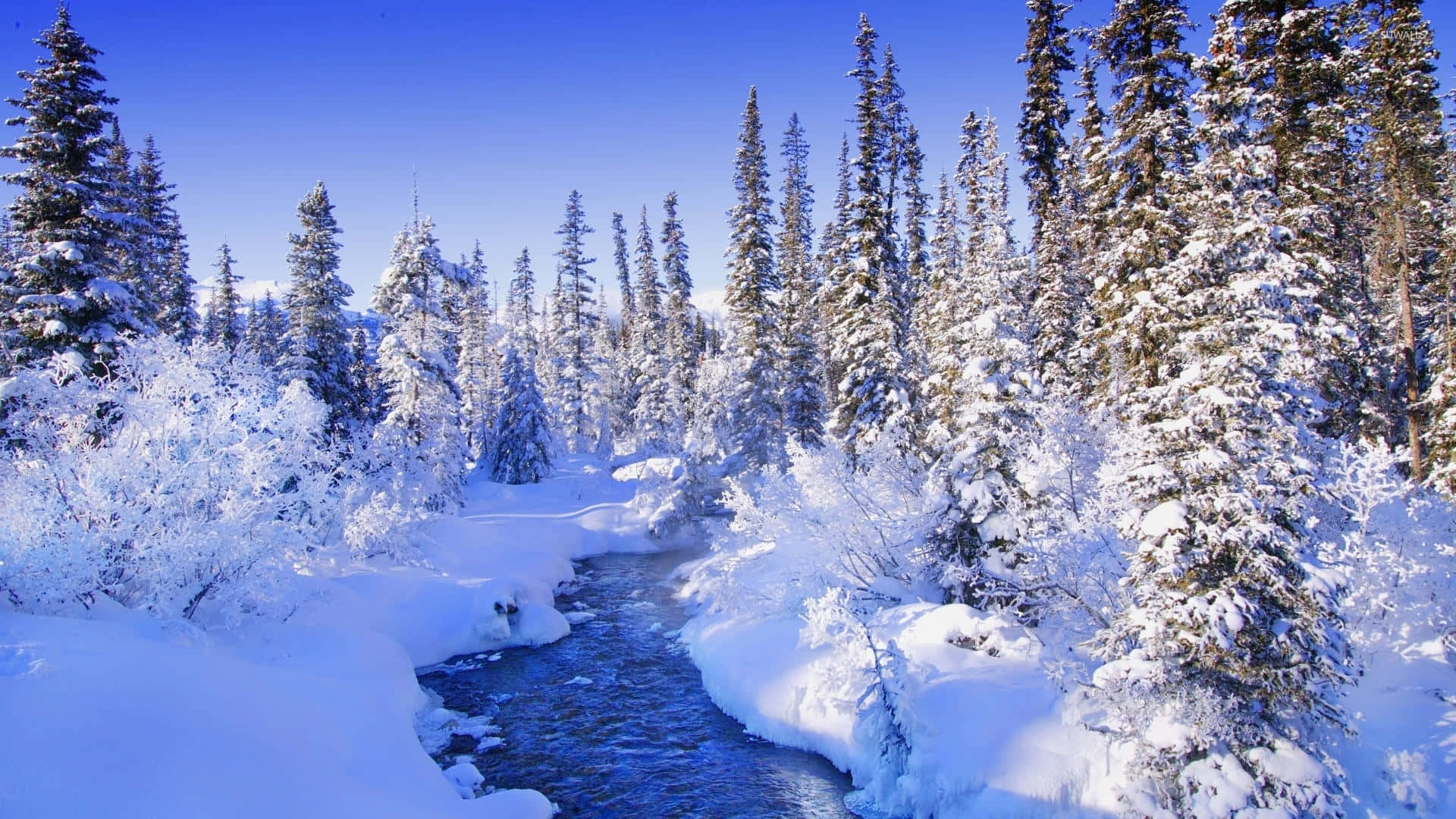 Wander through a magical Snowy Forest