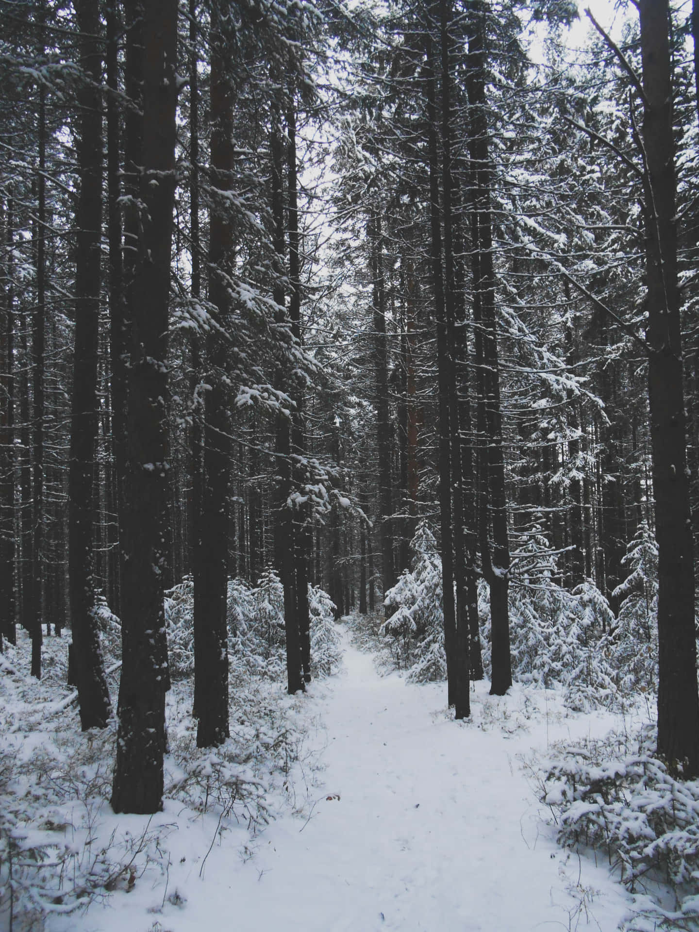 Impresionanteescena Invernal En Un Bosque Nevado