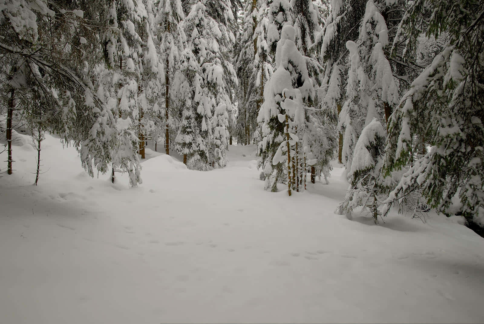 An idyllic snowy forest in winter.