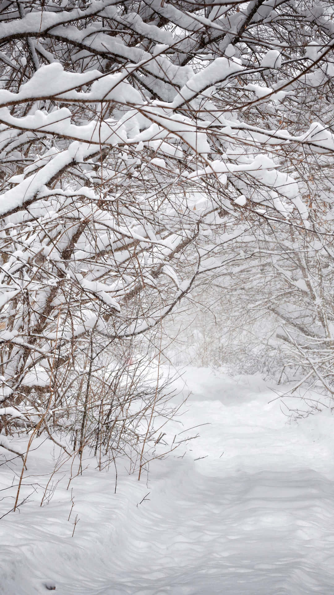 Snowy Forest Path Winter Scene.jpg Wallpaper