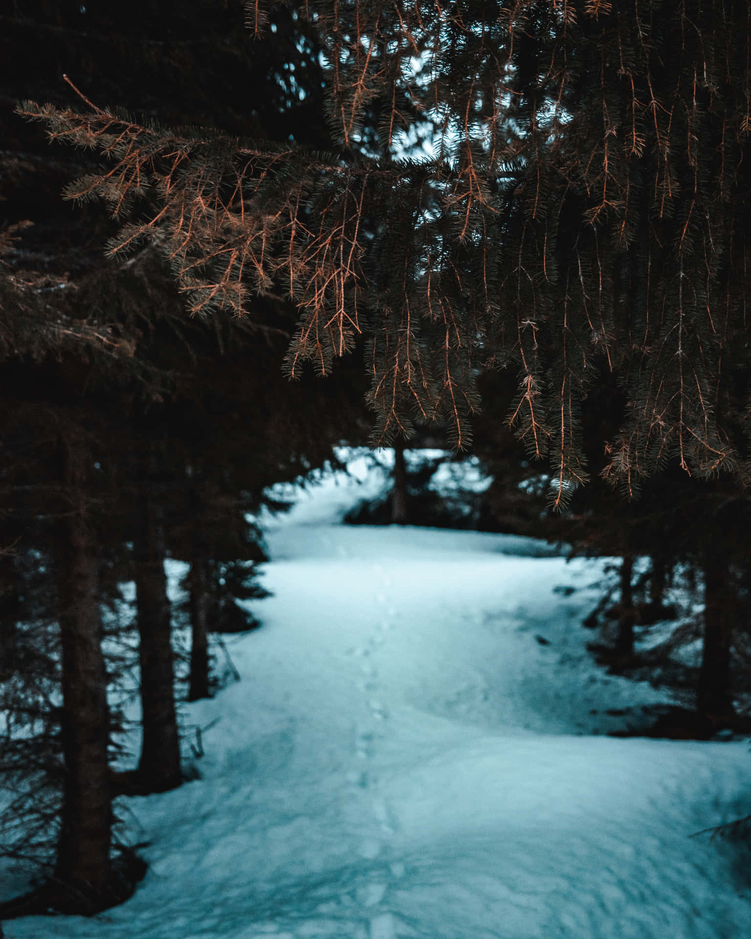 Snowy Forest Pathway_ Dark Winter Aesthetic.jpg Wallpaper