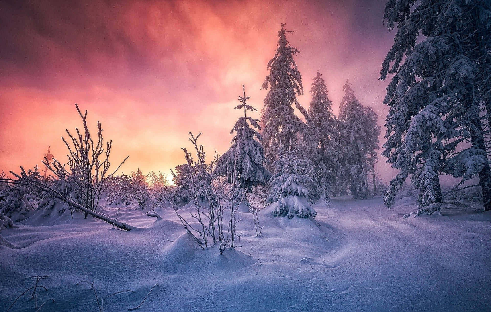 Snowy_ Forest_ Sunset_ Glow Wallpaper