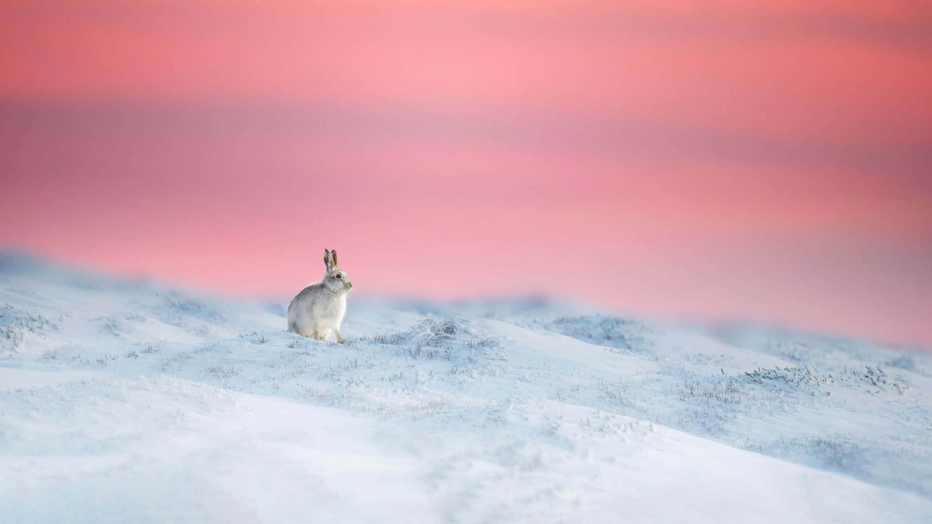 Snowy Hare Sunset Landscape.jpg Wallpaper