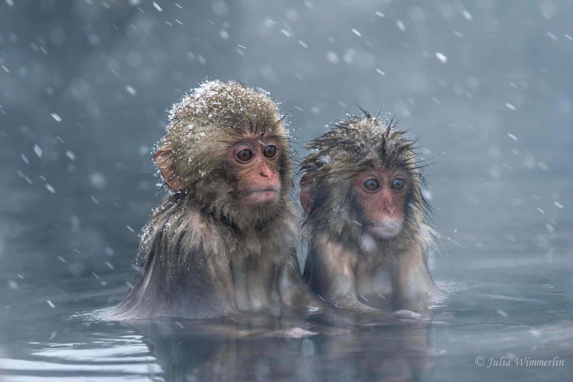 Snowy_ Hot_ Spring_ Macaques.jpg Wallpaper