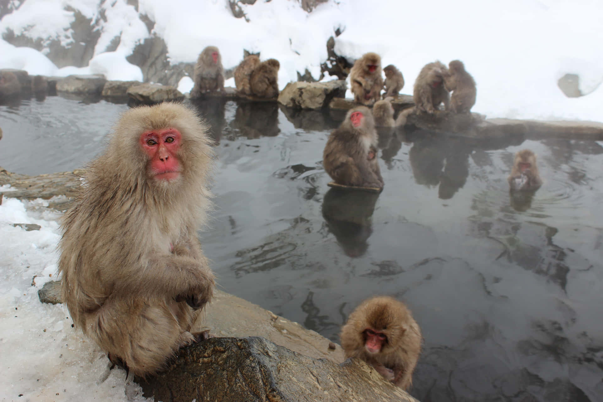 Snowy Hot Spring Macaques Wallpaper