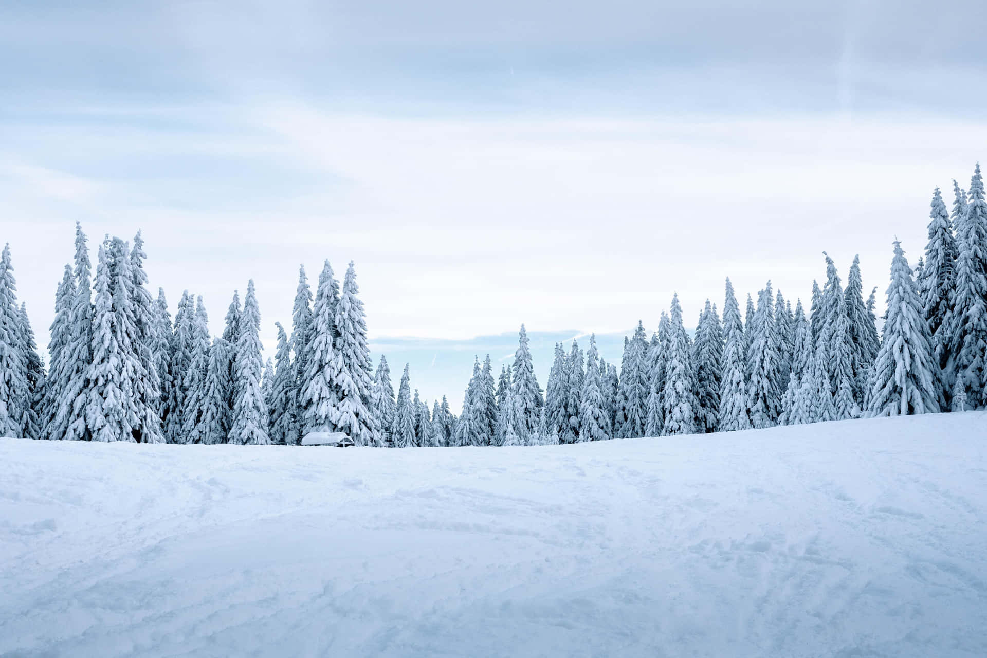 Captivating Snowy Landscape Wallpaper