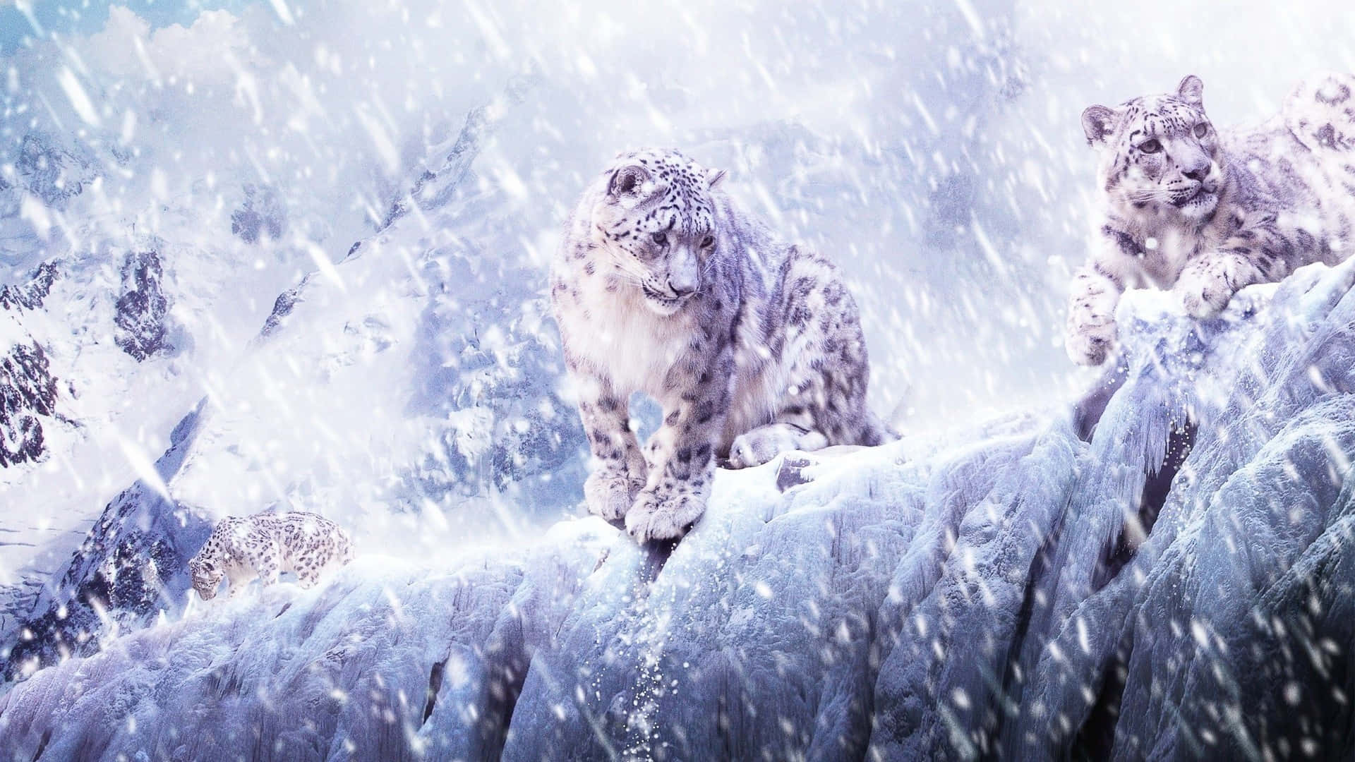 Snowy_ Leopard_ Trio_ Mountain_ Perch Wallpaper