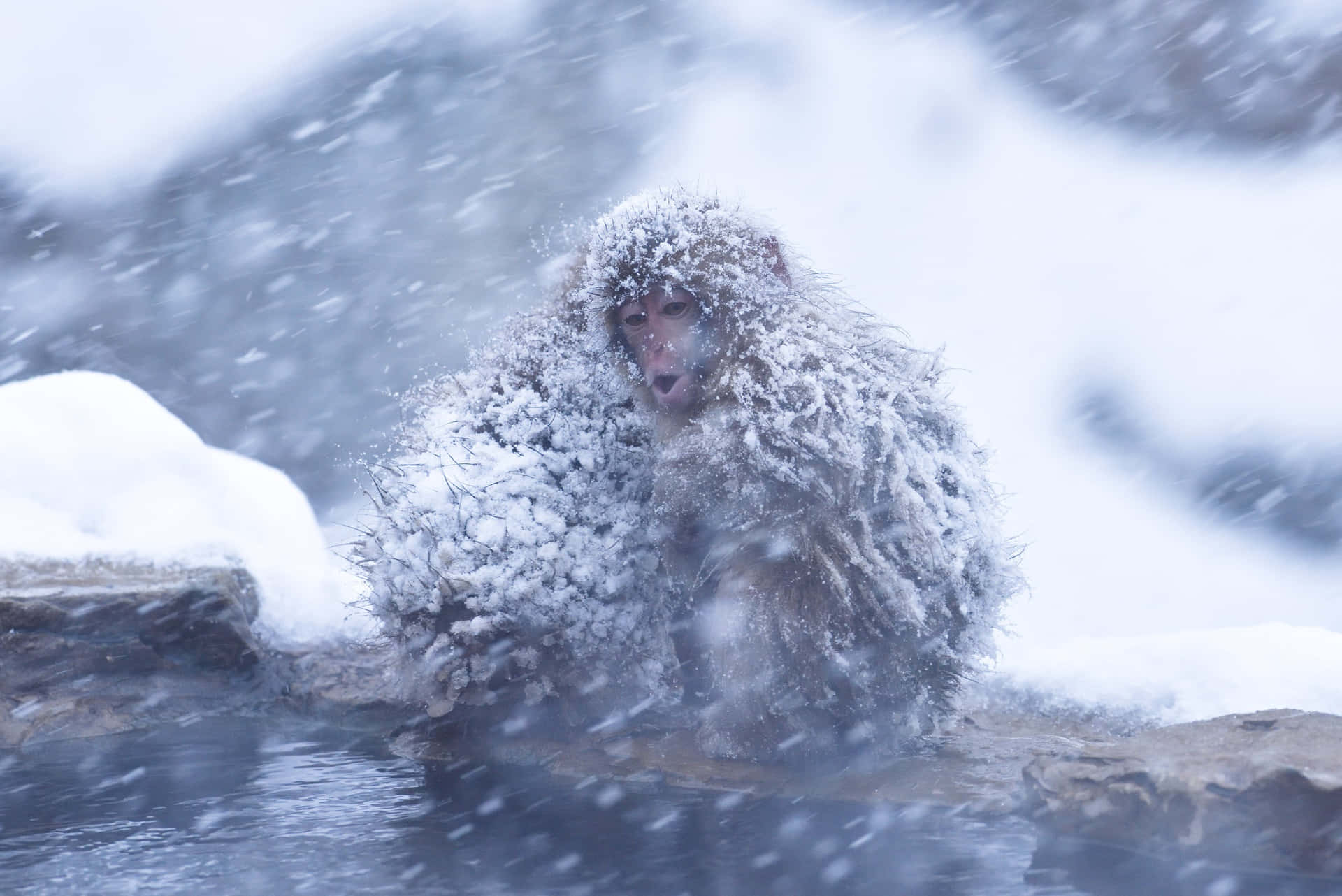 Snowy Macaque Hot Spring Wallpaper