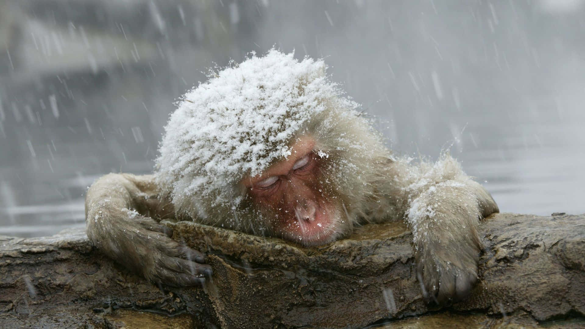 Snowy_ Macaque_ Relaxation Wallpaper