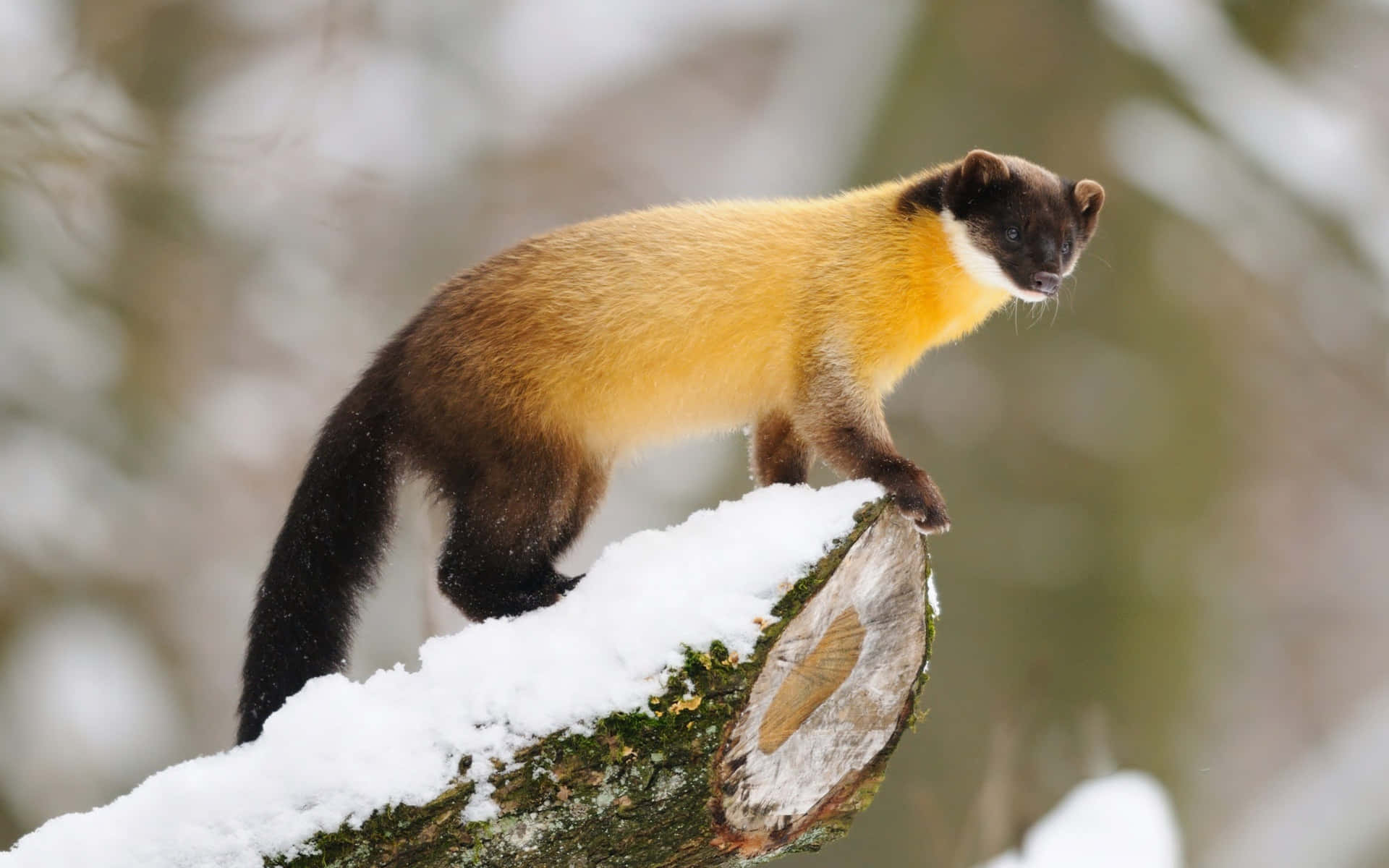 Snowy Marten Perchedon Tree Wallpaper