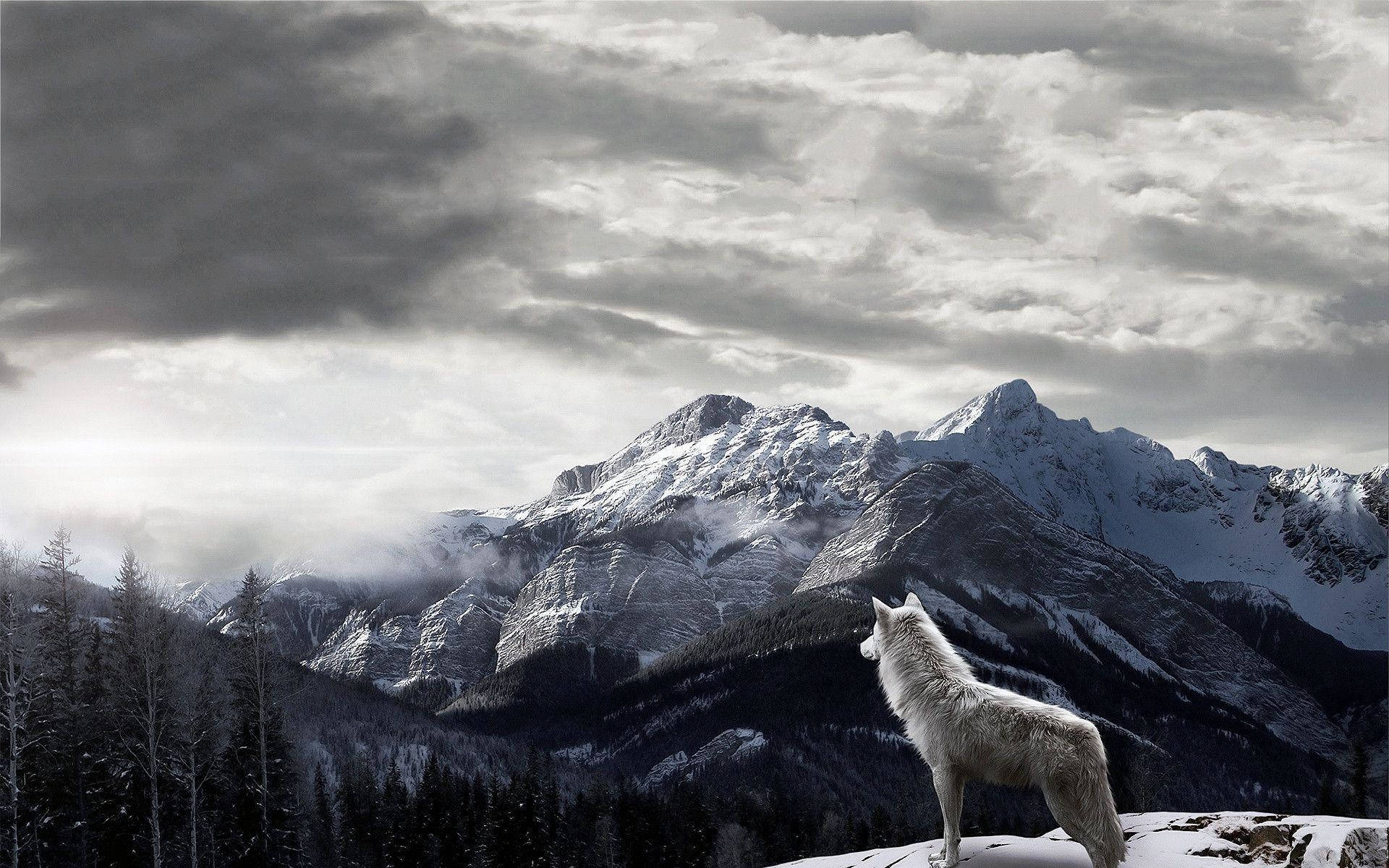 Snefyret bjerg og ulv 1080p HD skrivebordsbaggrund Wallpaper