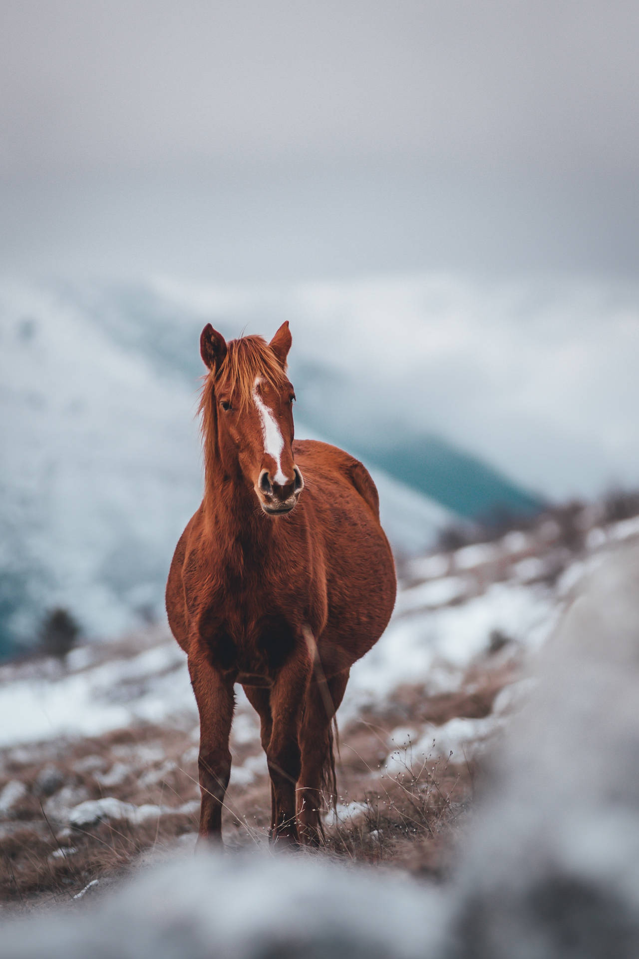 Schneebedeckterberghang Pferd Iphone Wallpaper