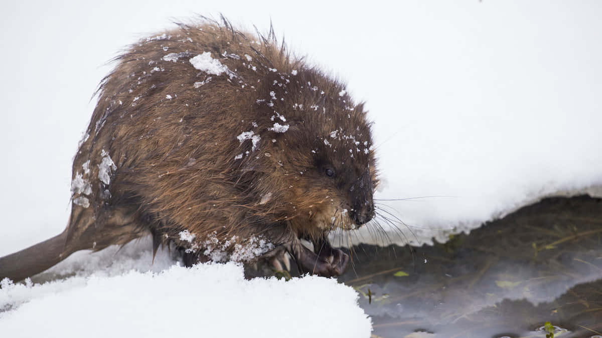 Download Snowy Muskrat Beside Water Wallpaper | Wallpapers.com