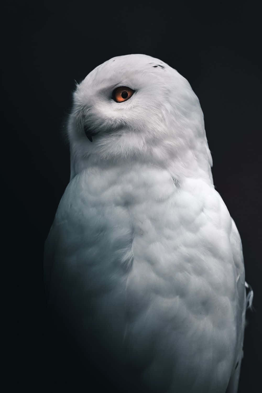 Majestic Snowy Owl Perched in Nature Wallpaper