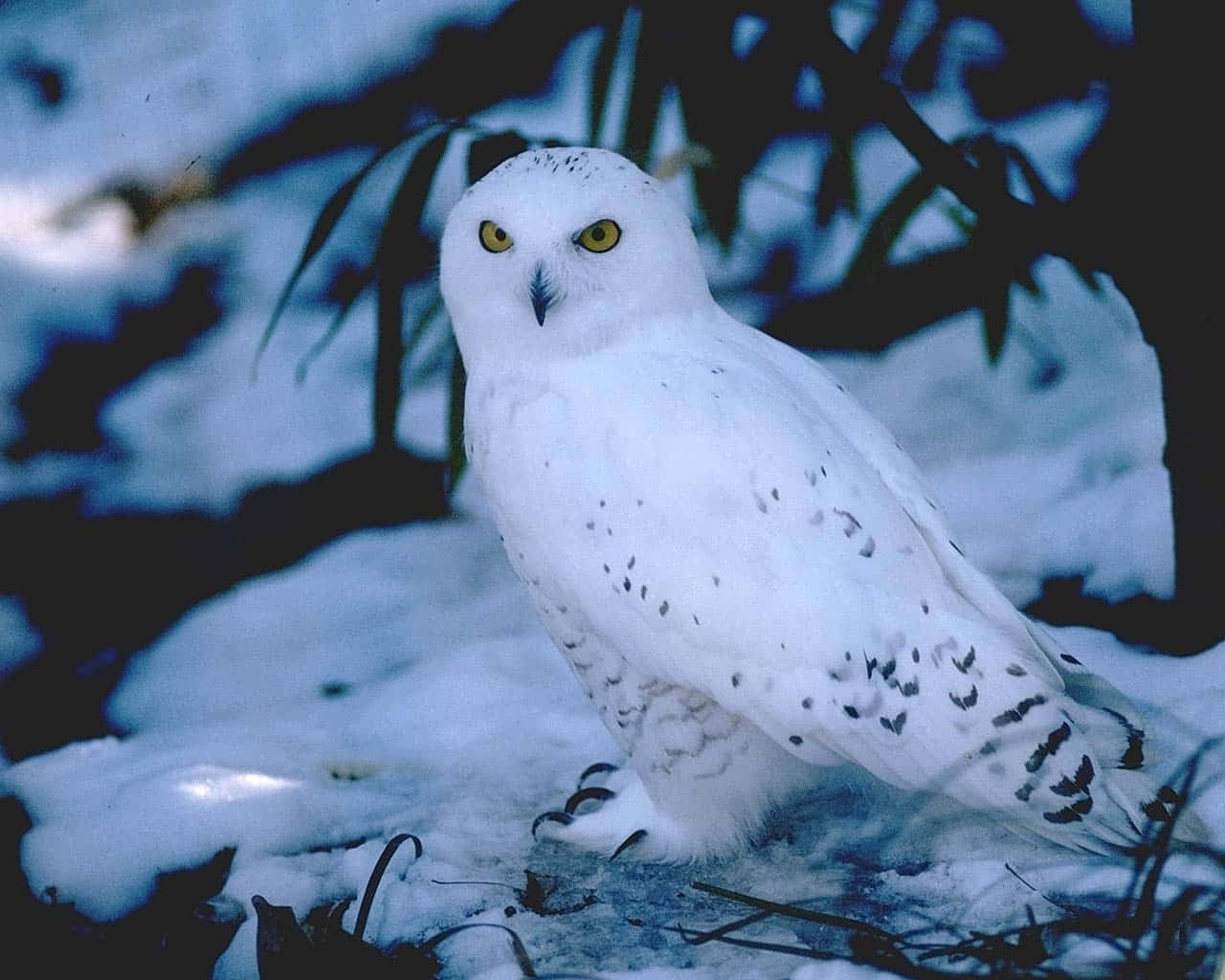 Majestic Snowy Owl Perched in Winter Landscape Wallpaper