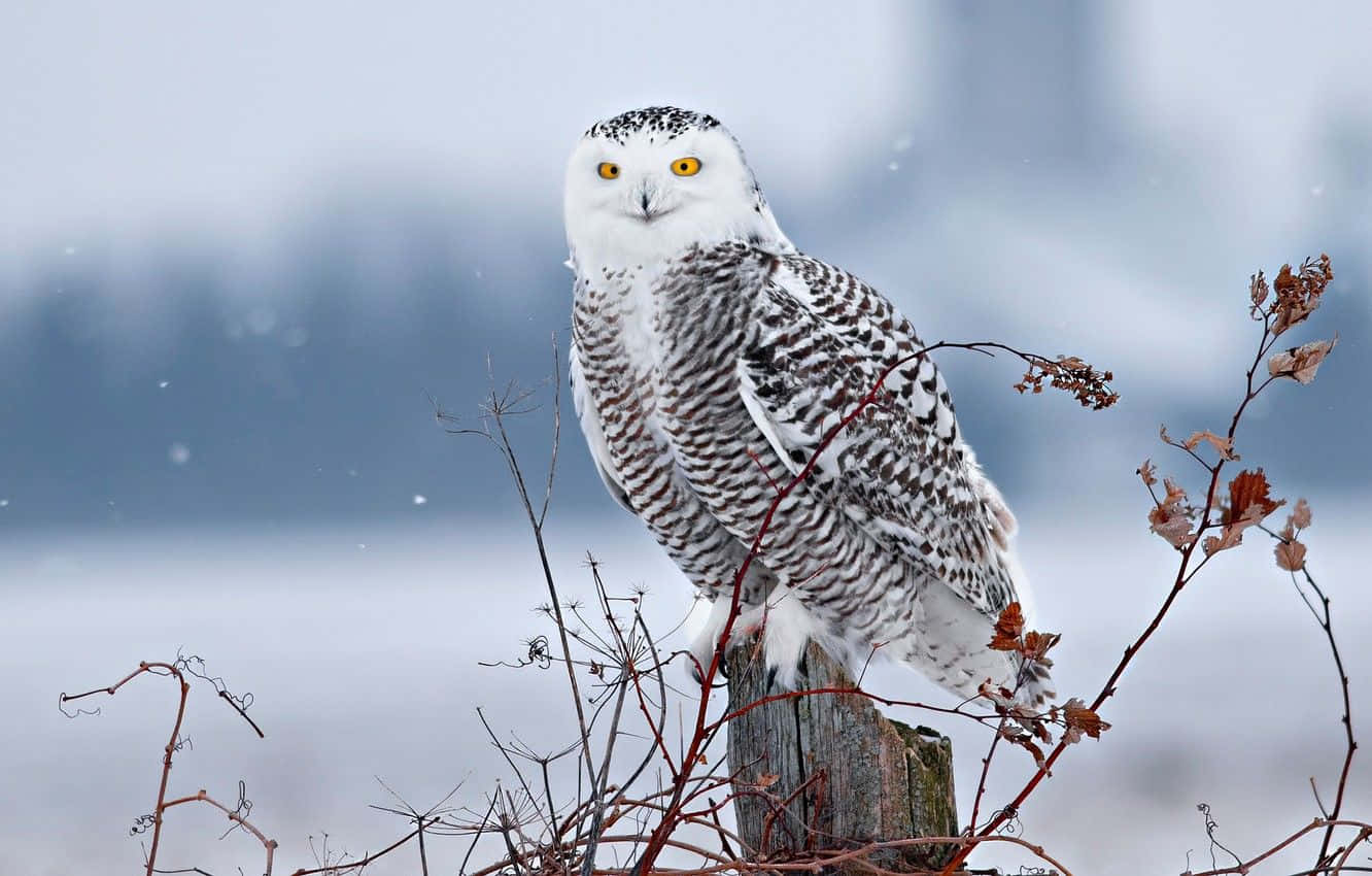 Majestic Snowy Owl Perched on a Branch Wallpaper