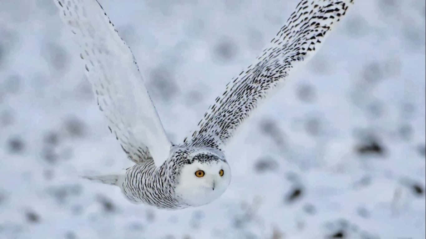 Majestic Snowy Owl perched in a winter landscape Wallpaper