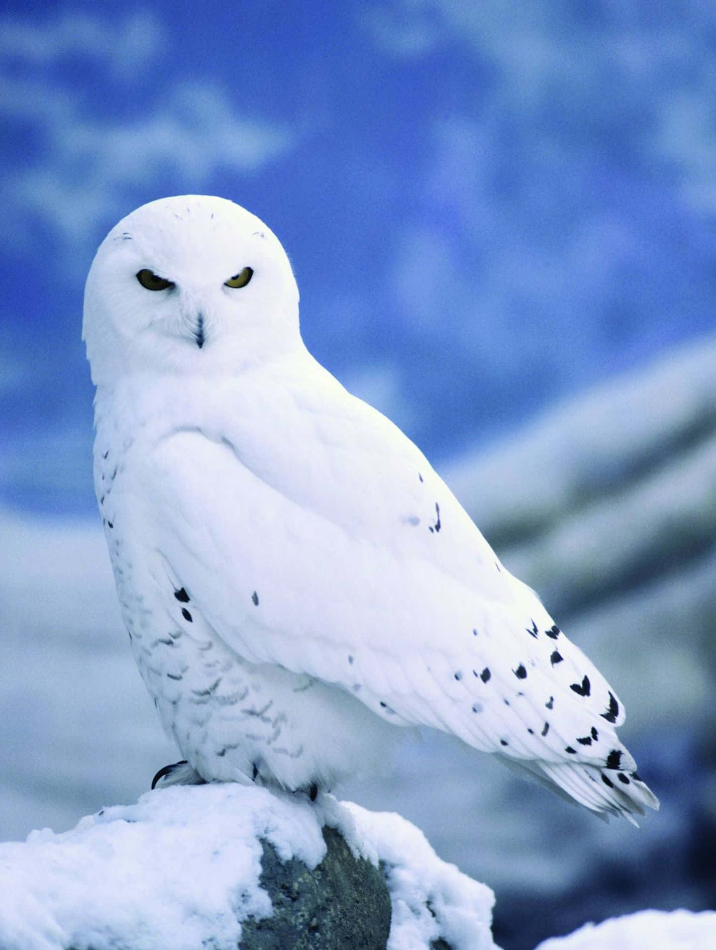 Caption: Majestic Snowy Owl Perched in Nature Wallpaper