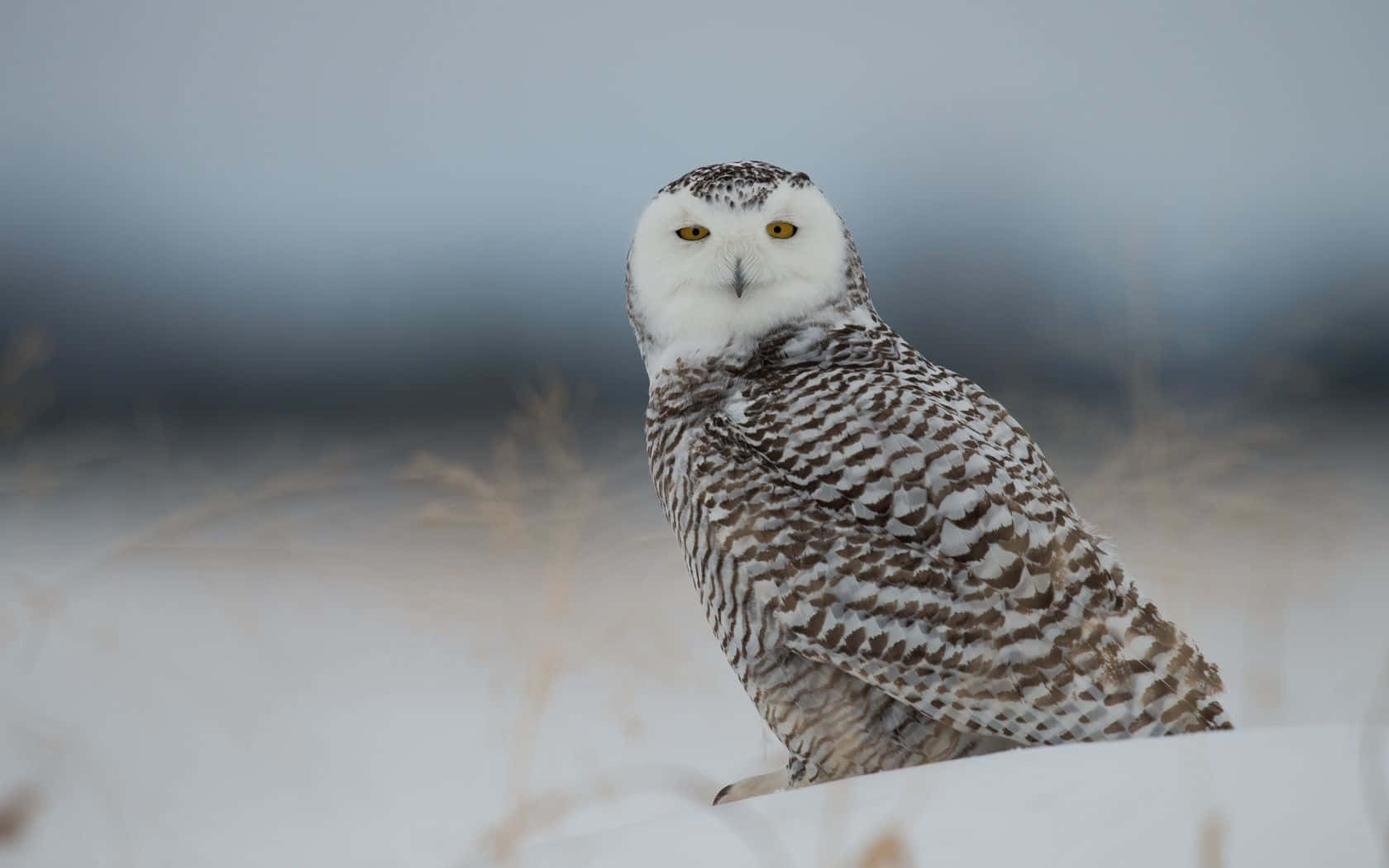 Majestic Snowy Owl Perched on a Branch Wallpaper