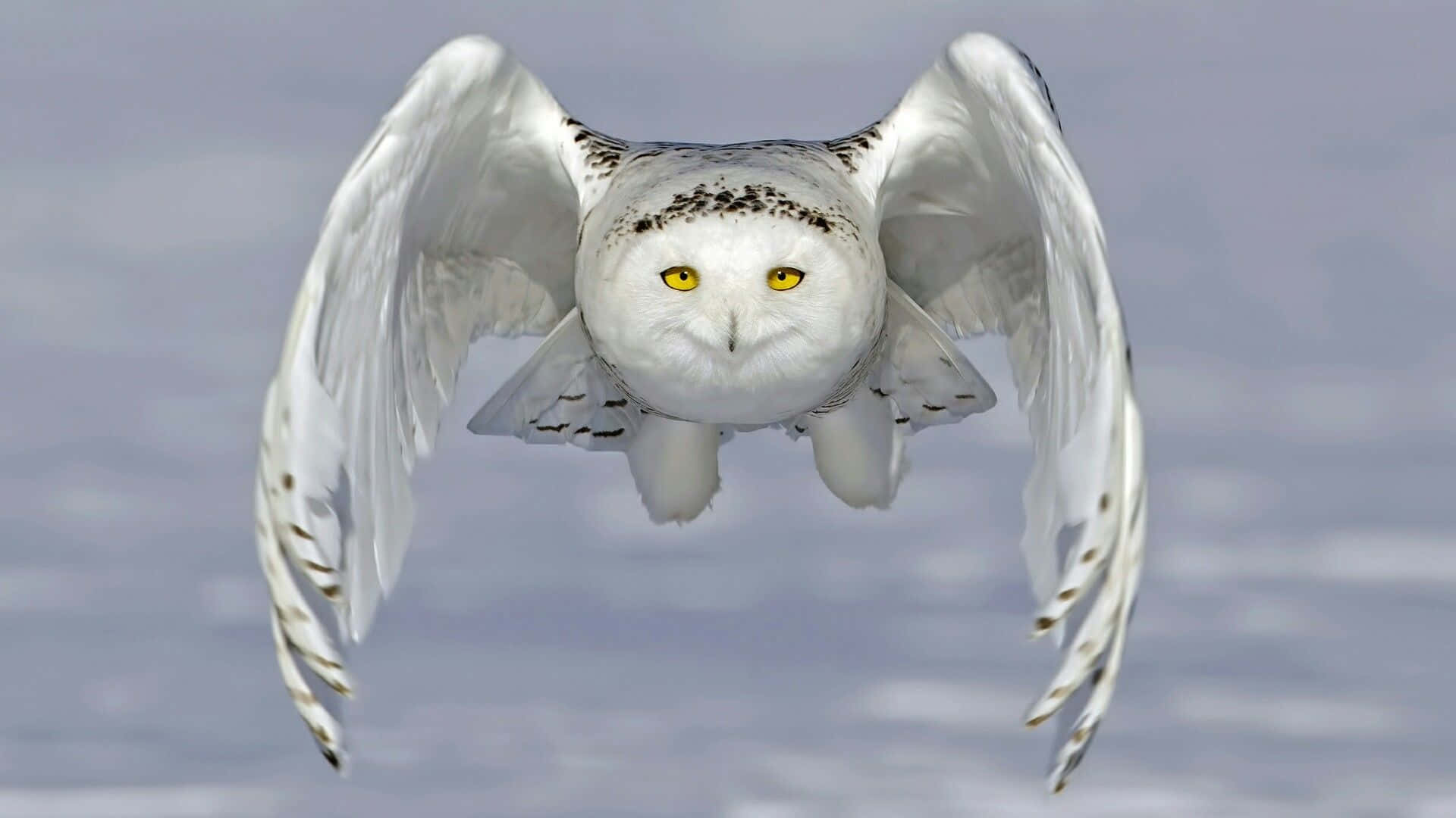 Majestic Snowy Owl Perched in Nature Wallpaper