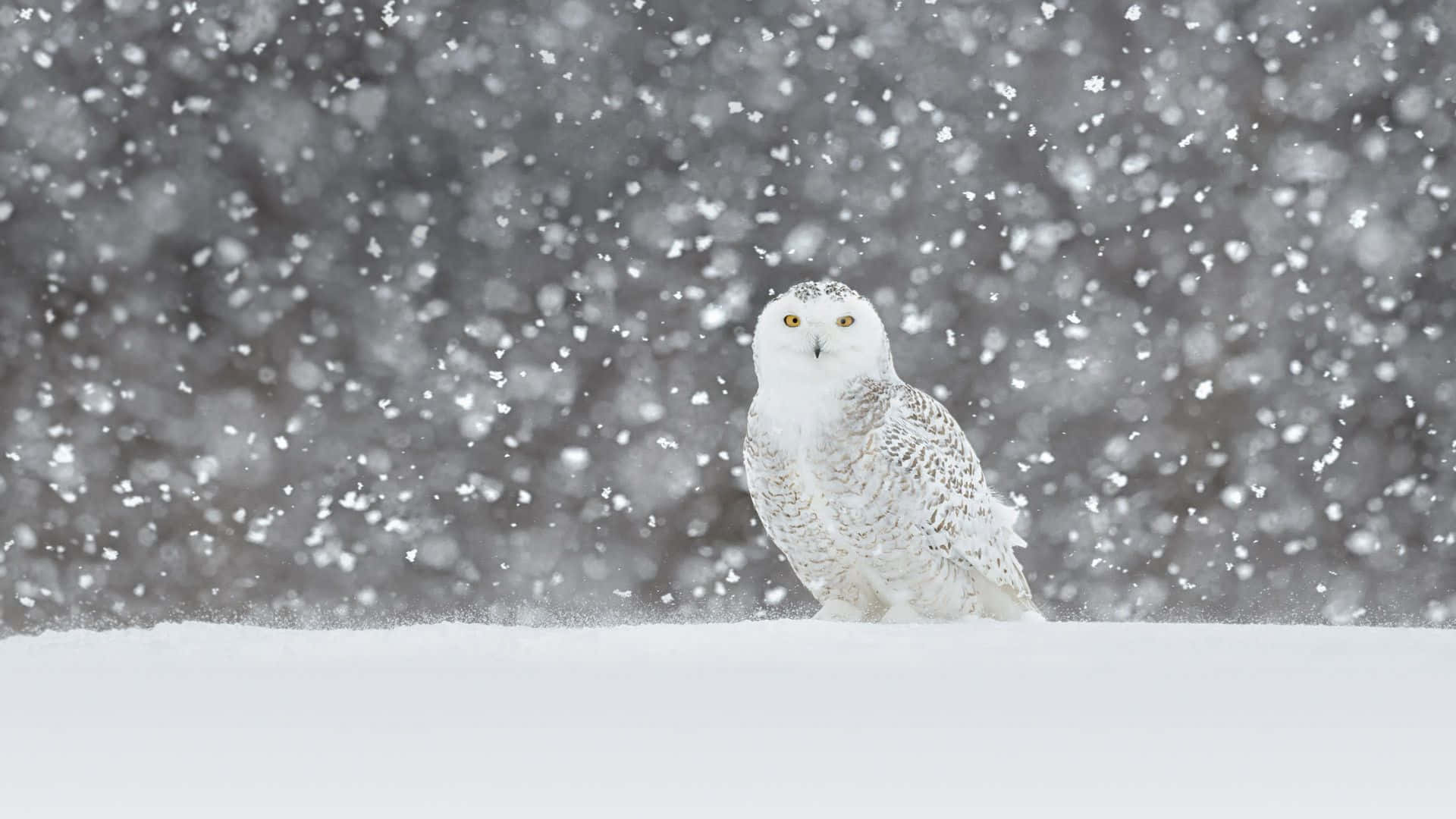 Majestic Snowy Owl Perched with A Curious Gaze Wallpaper