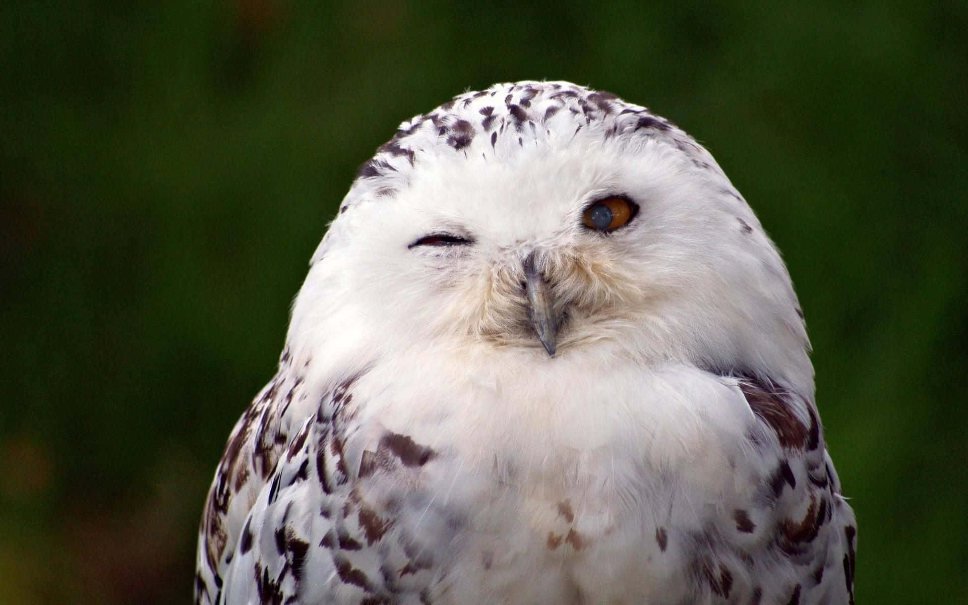 Majestic Snowy Owl in its natural habitat Wallpaper
