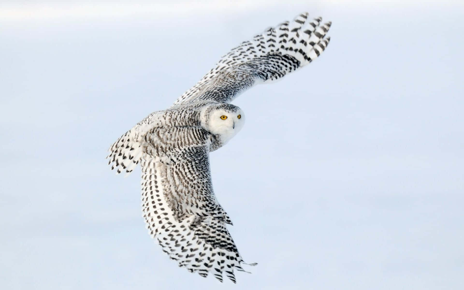 Captivating Snowy Owl Perched in Winter Landscape Wallpaper