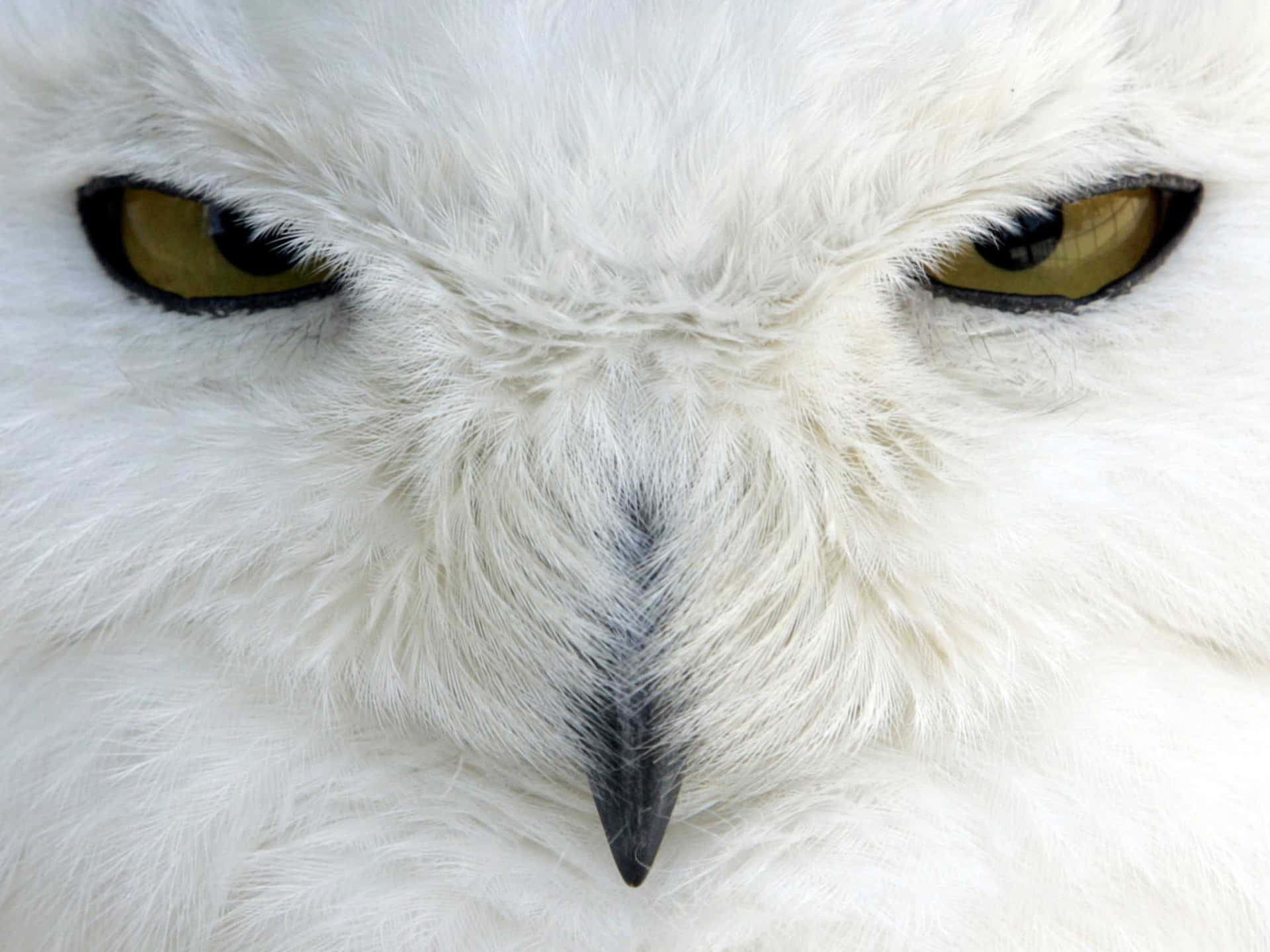 Majestic Snowy Owl Perched on Branch Wallpaper