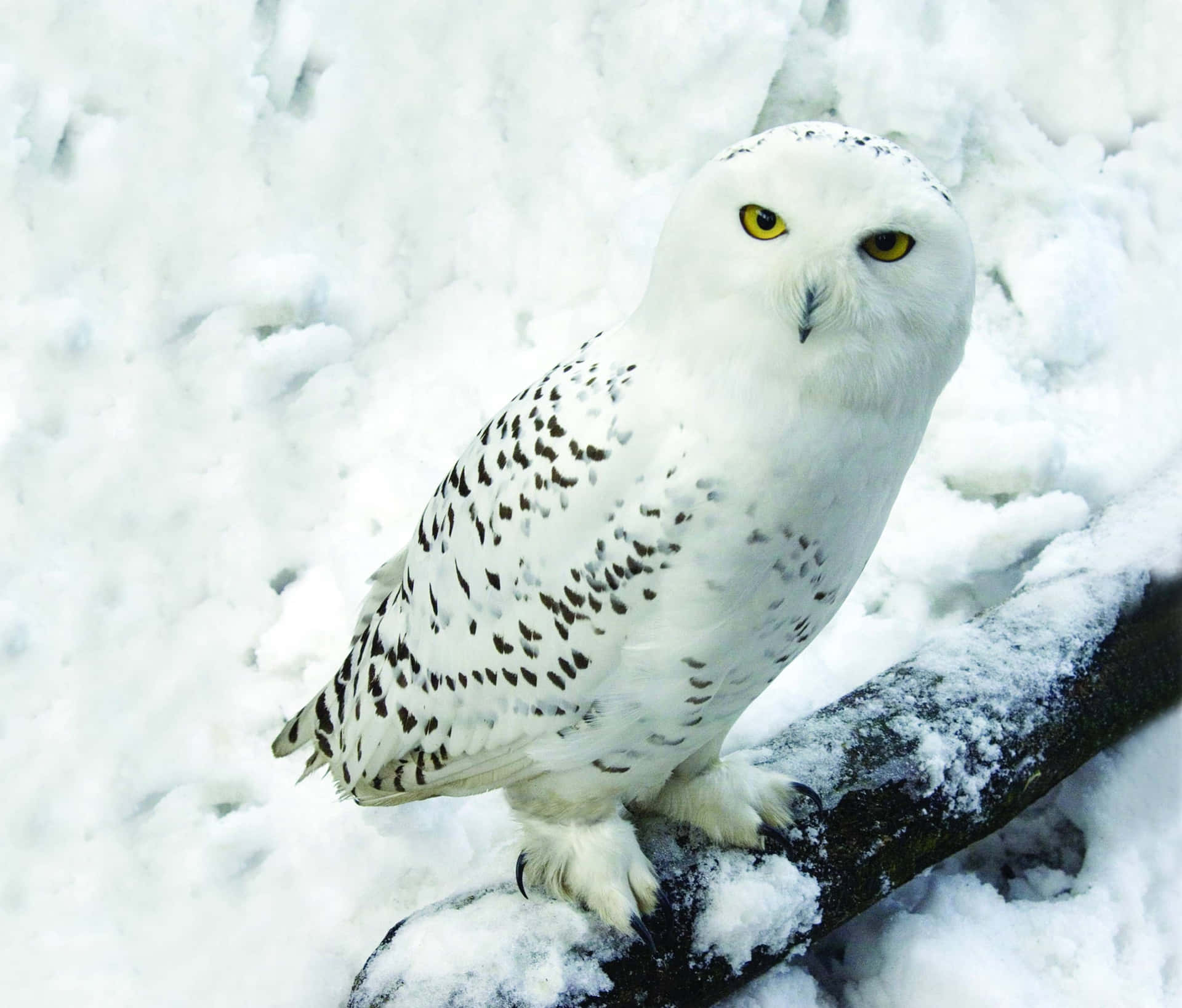 Majestic Snowy Owl Perched in its Natural Habitat Wallpaper