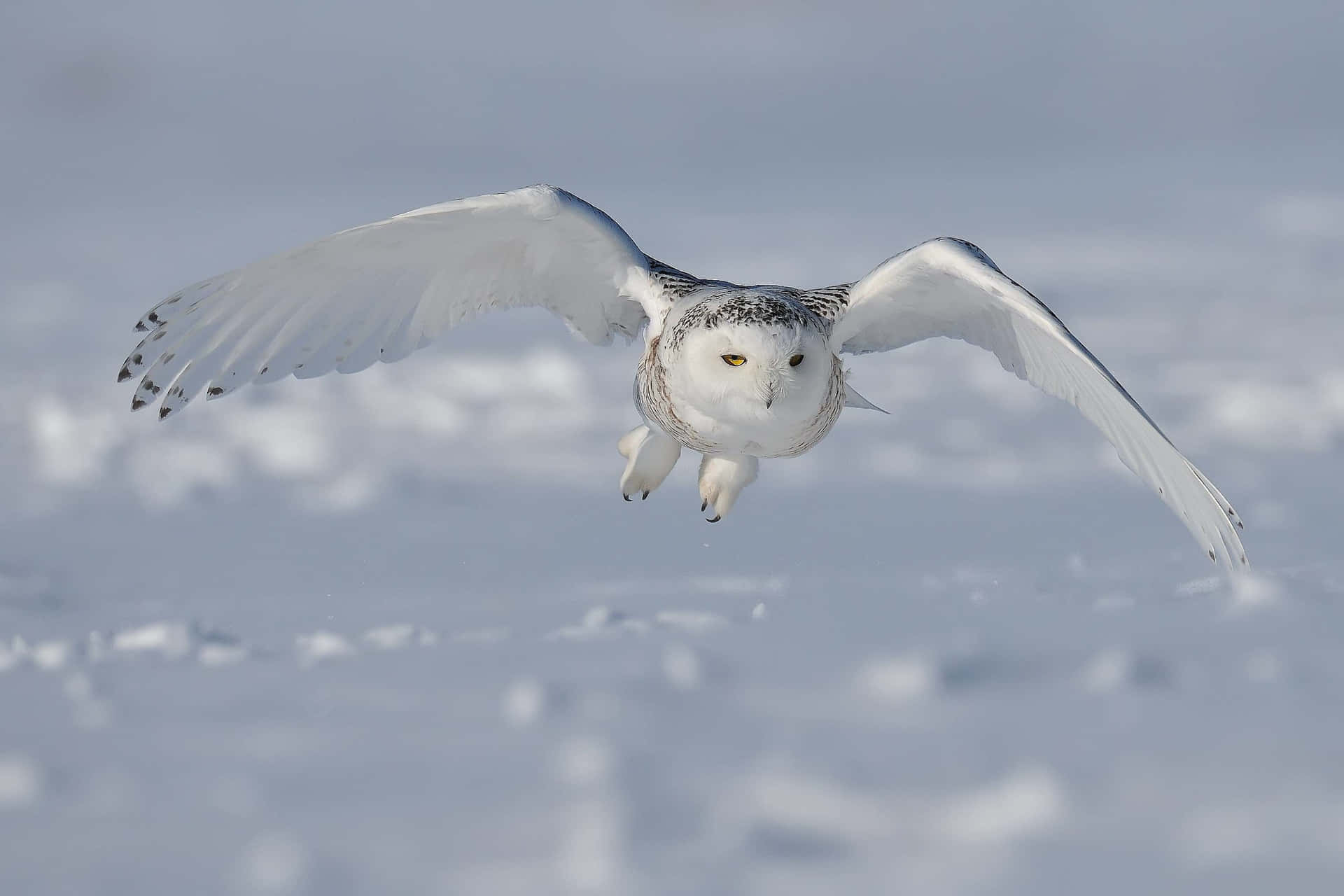 Majestic Snowy Owl in a Serene Winter Landscape Wallpaper