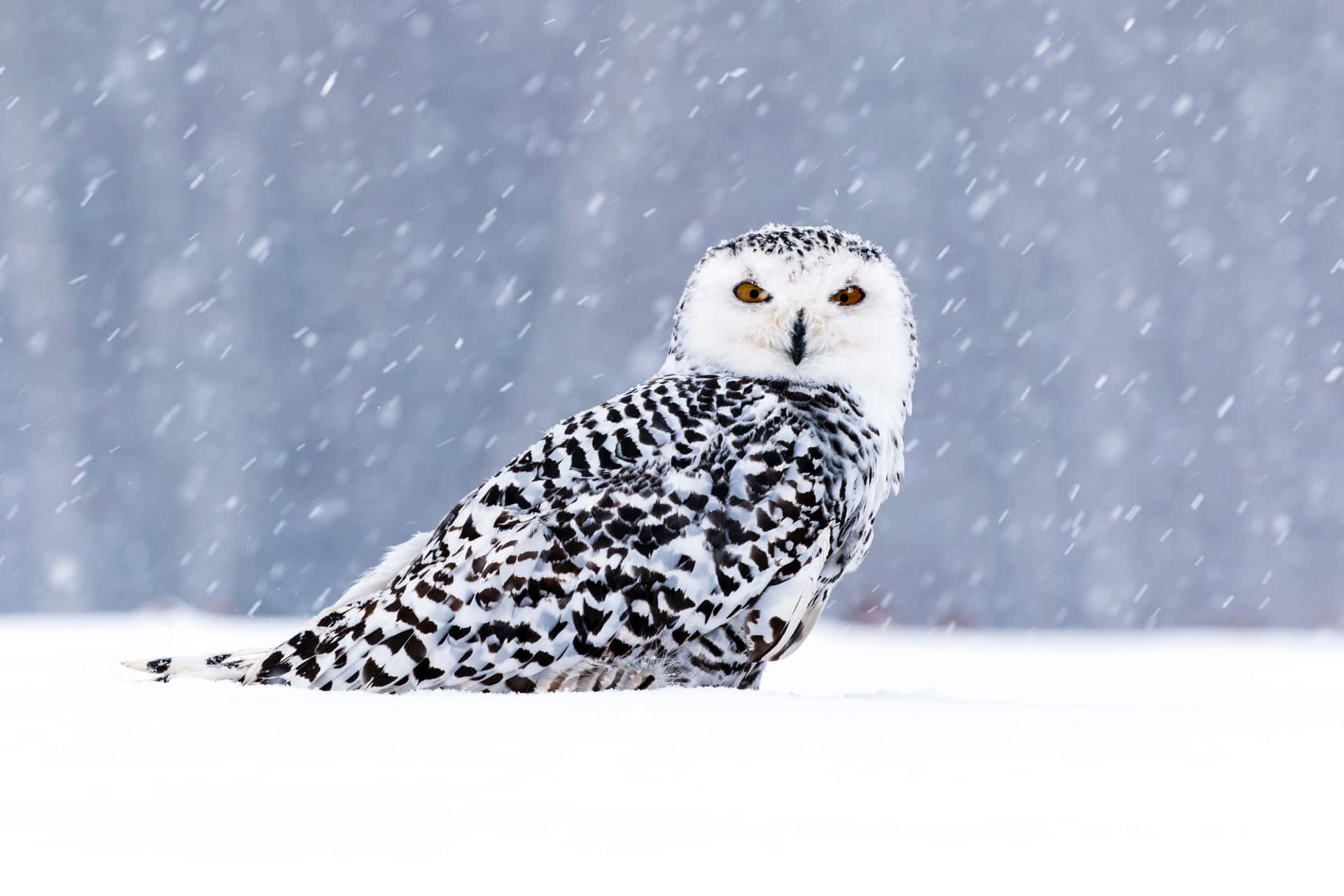 Majestic Snowy Owl perched on a branch Wallpaper