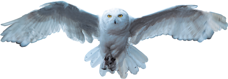 Snowy Owl In Flight PNG