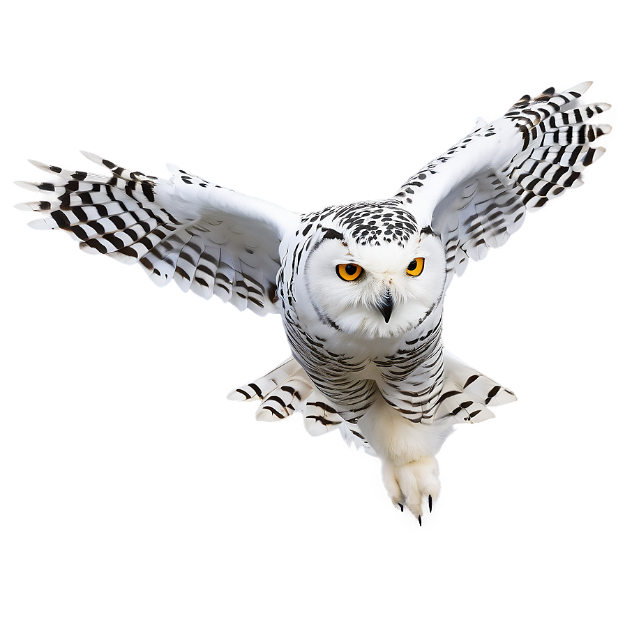Snowy Owl In Flight Photo Png 48 PNG