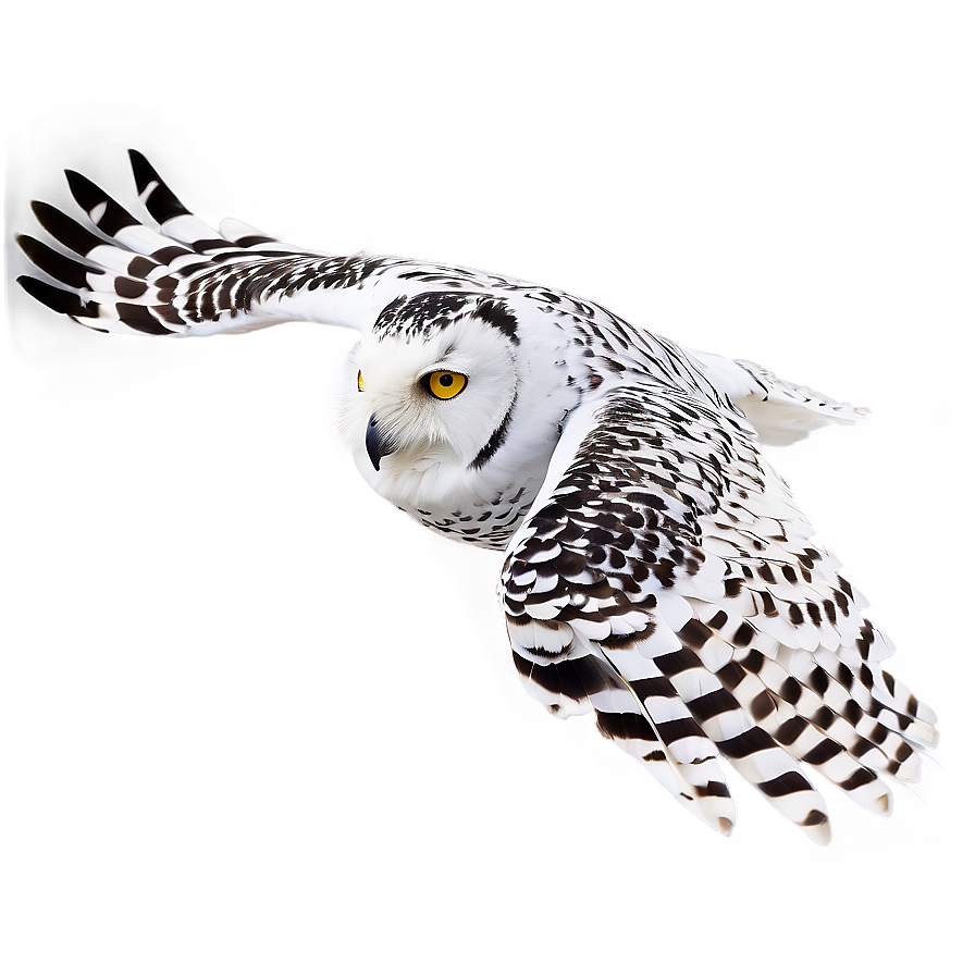 Snowy Owl In Flight Png 71 PNG
