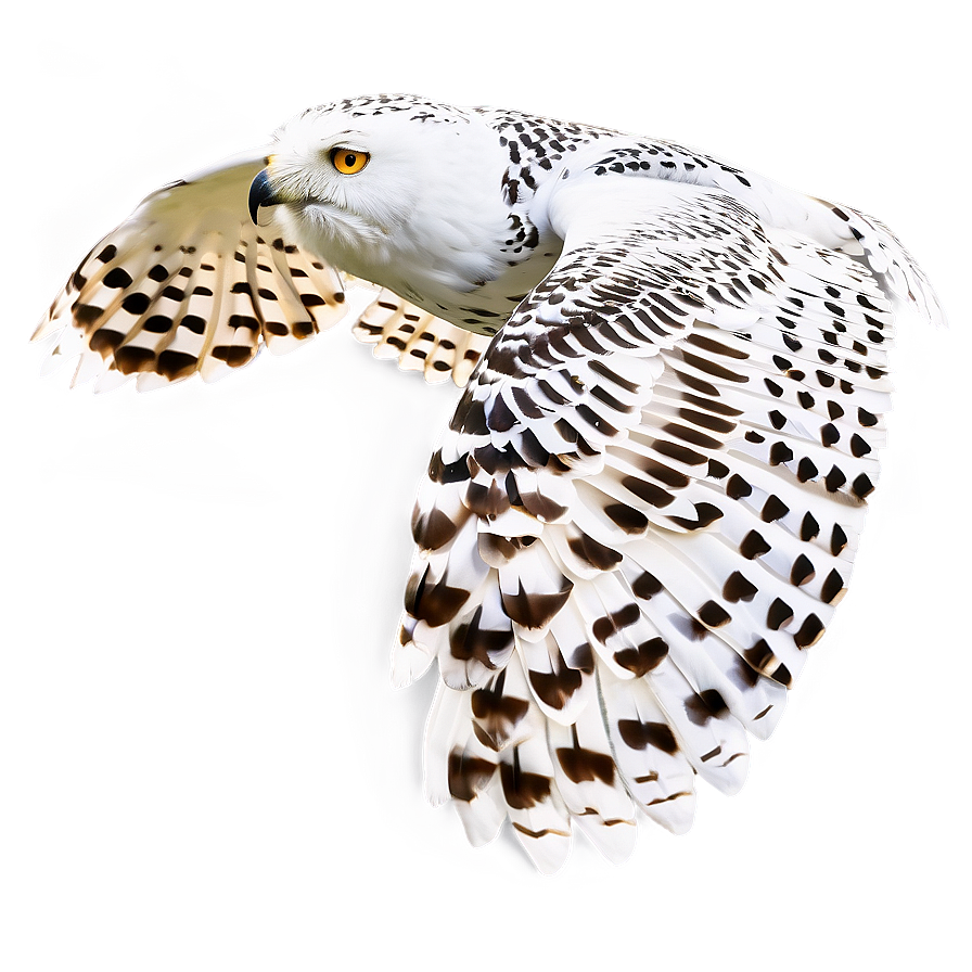 Snowy Owl In Flight Png Cyl72 PNG