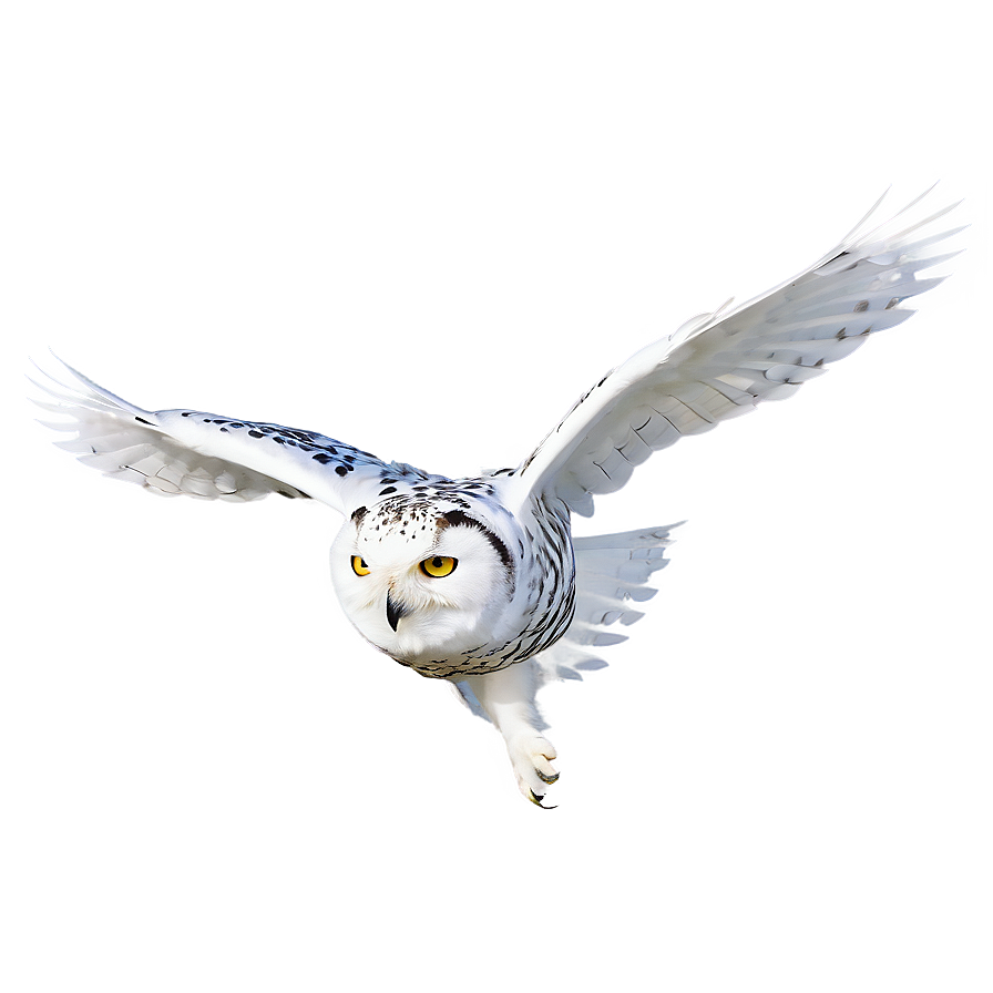 Snowy Owl In Flight Png Rss92 PNG